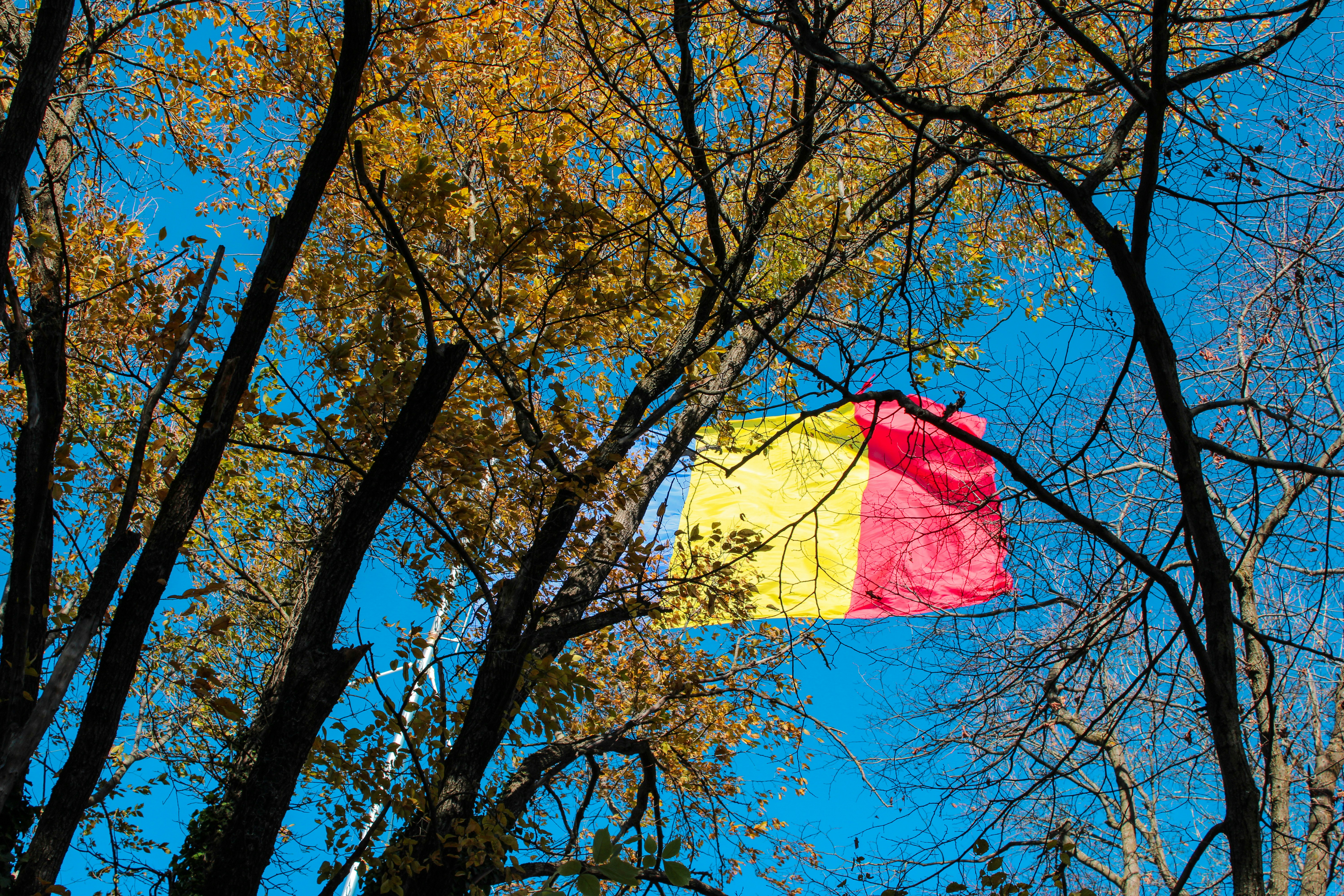 A romanian flag hangs between autumn trees