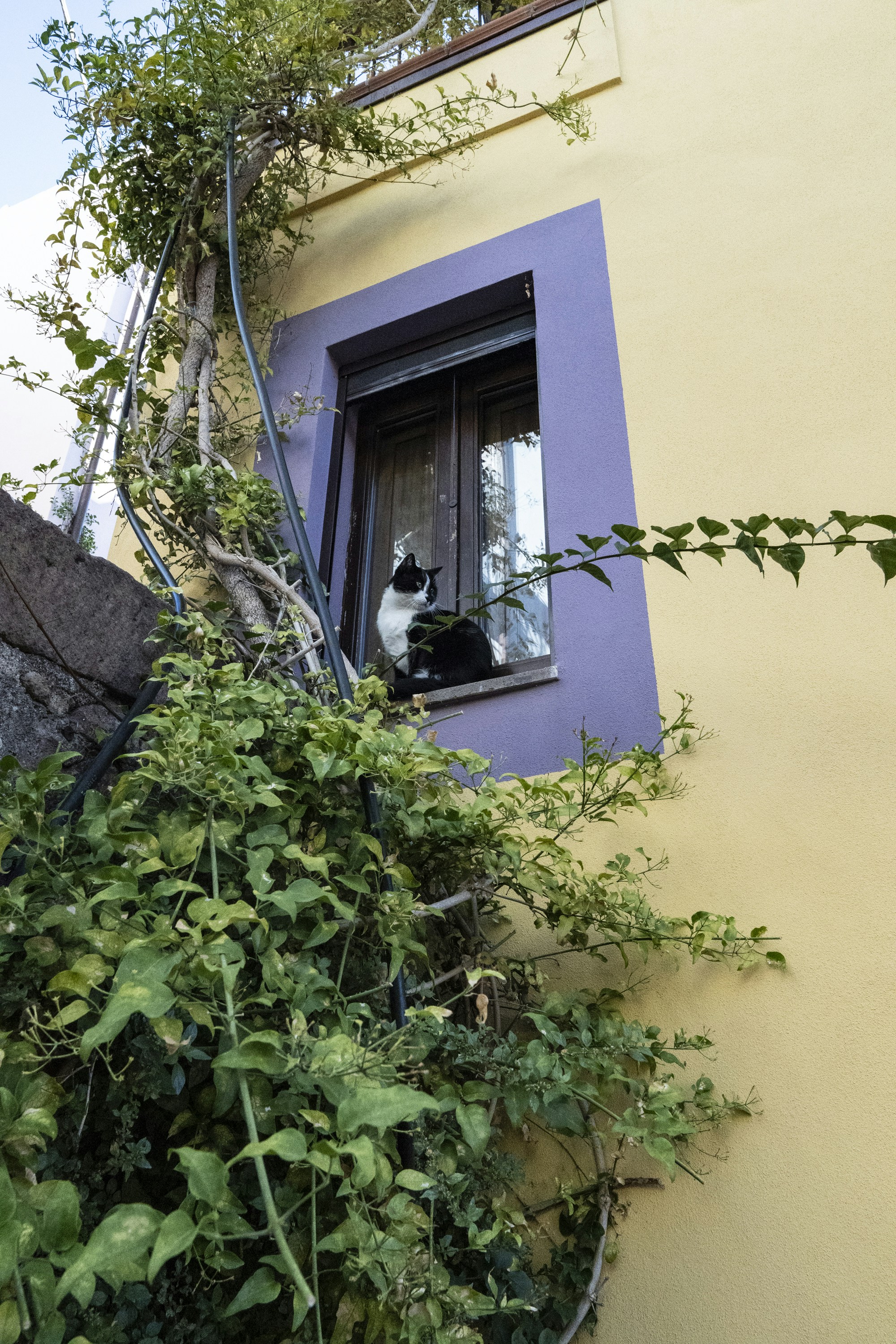 Black and white cat sits on a windowsill.