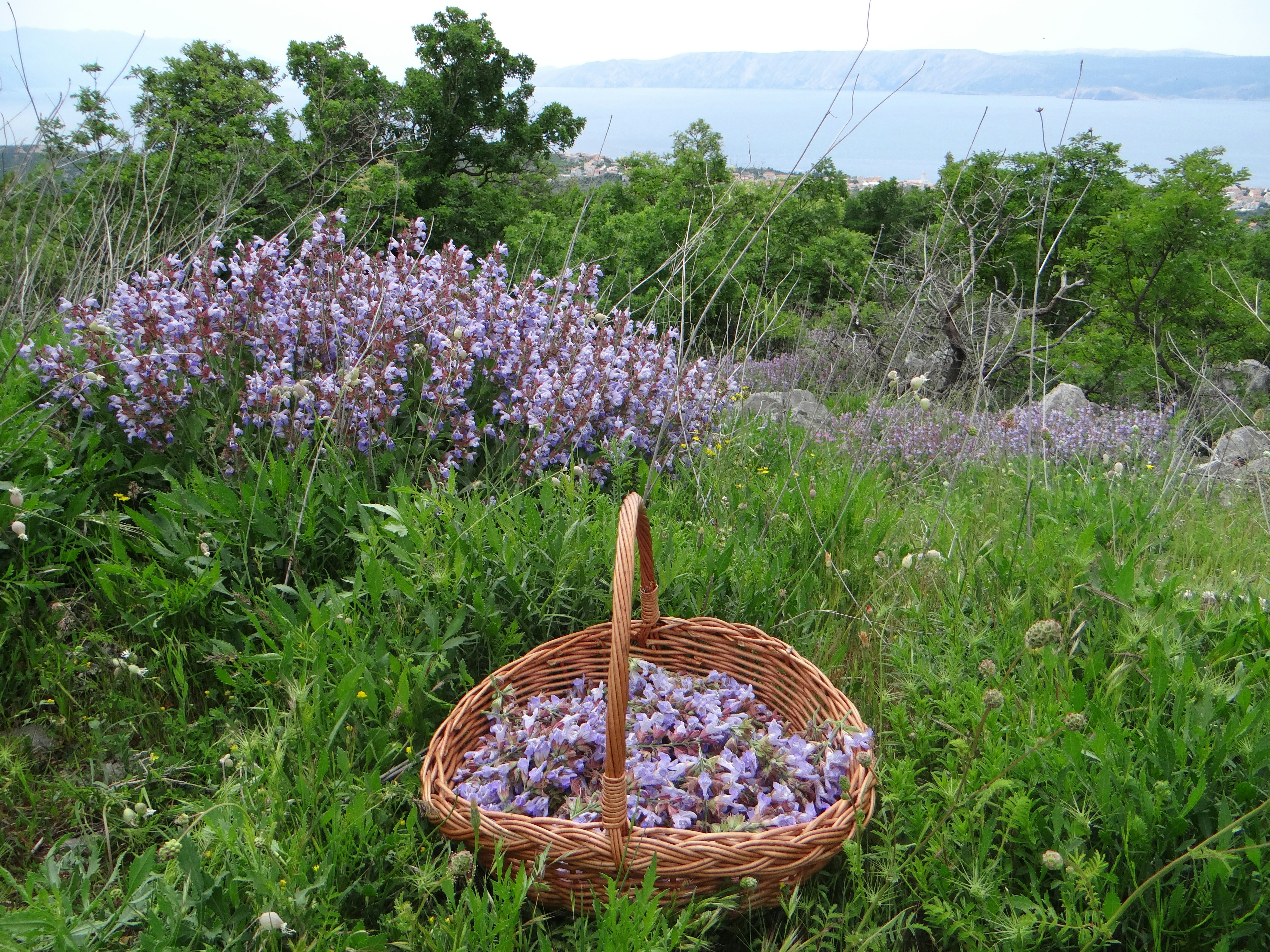 Basket of lavender flowers in a field