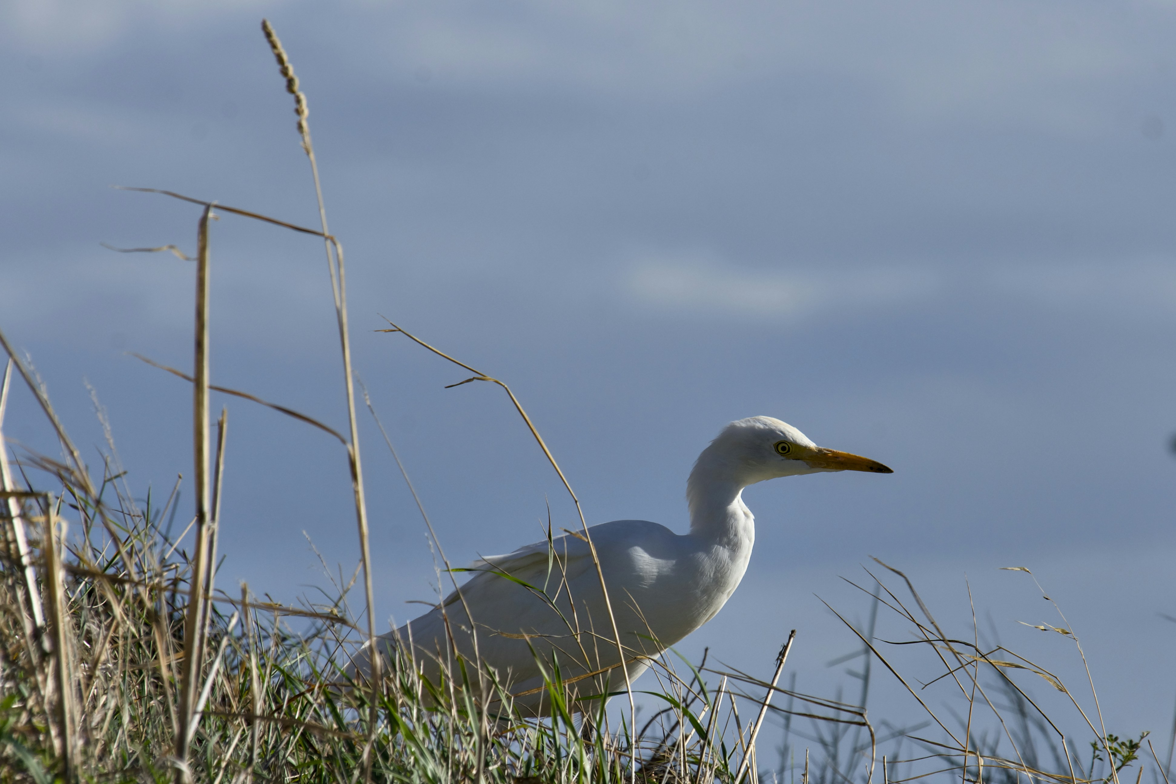 Photo by mariobeducci