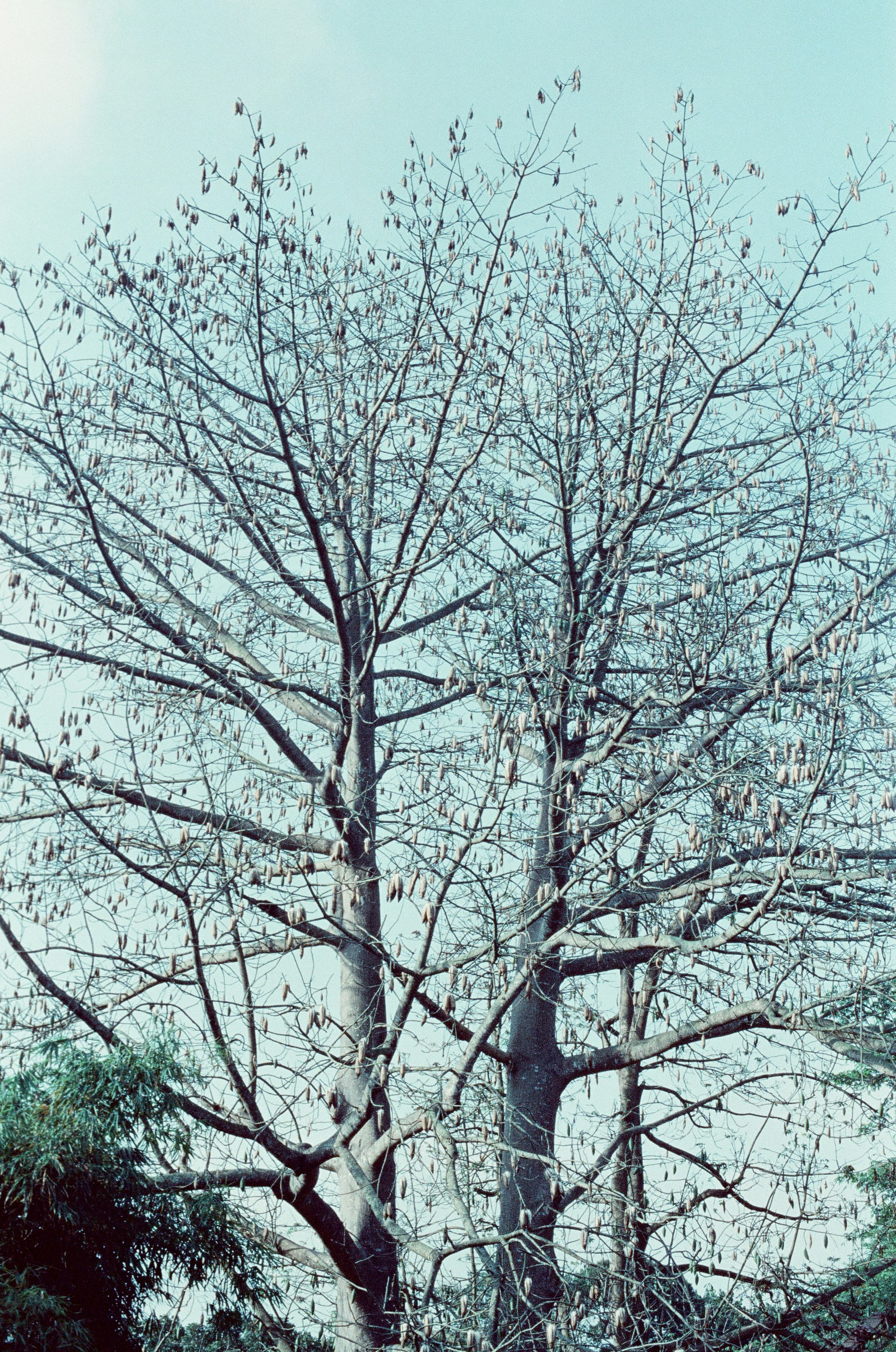 Árboles desnudos con vainas de semillas contra un cielo azul pálido.