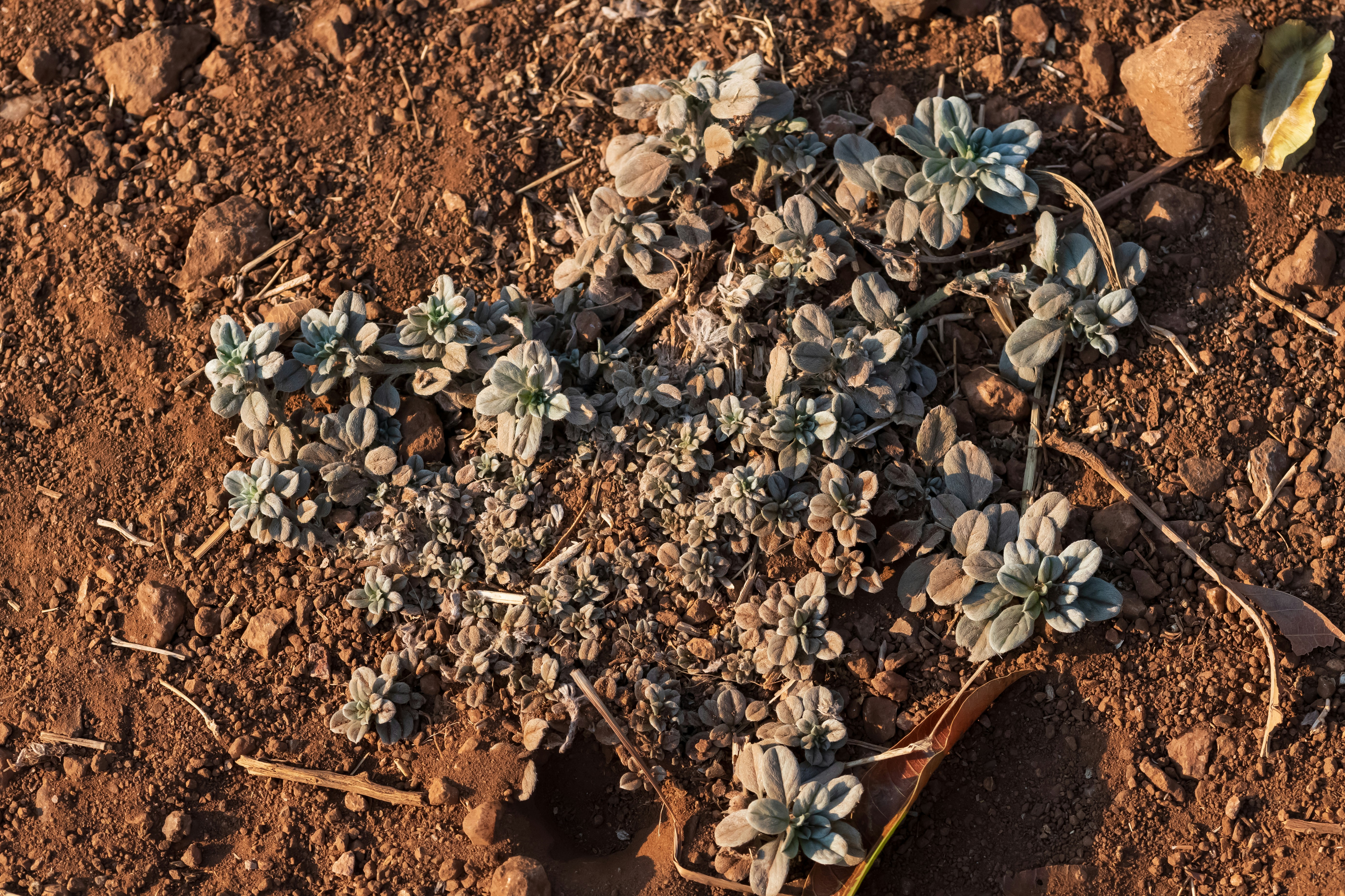 Zambia Diamond Mining: Industry Status & Key Trends