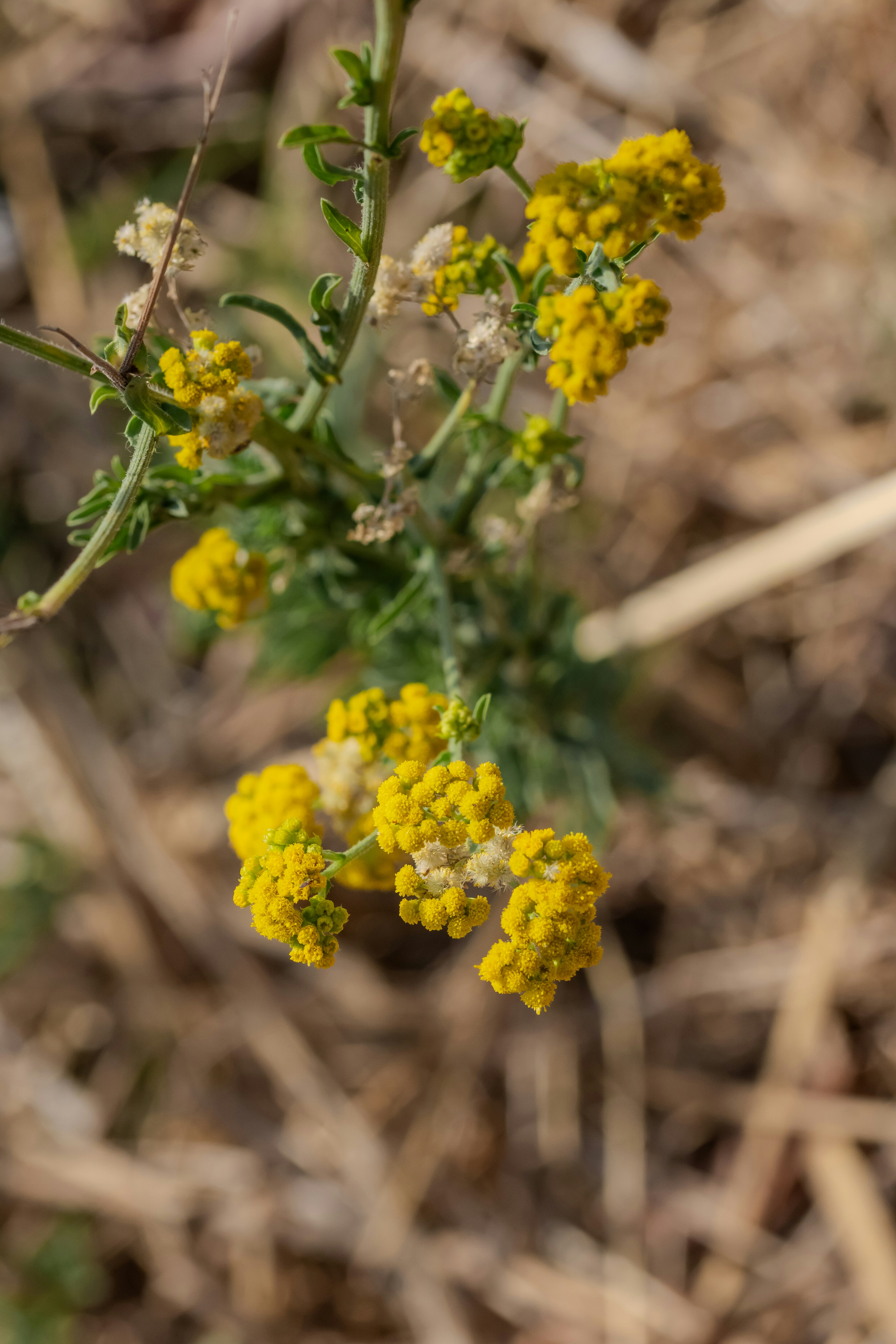 Small yellow flowers bloom on a green stem.