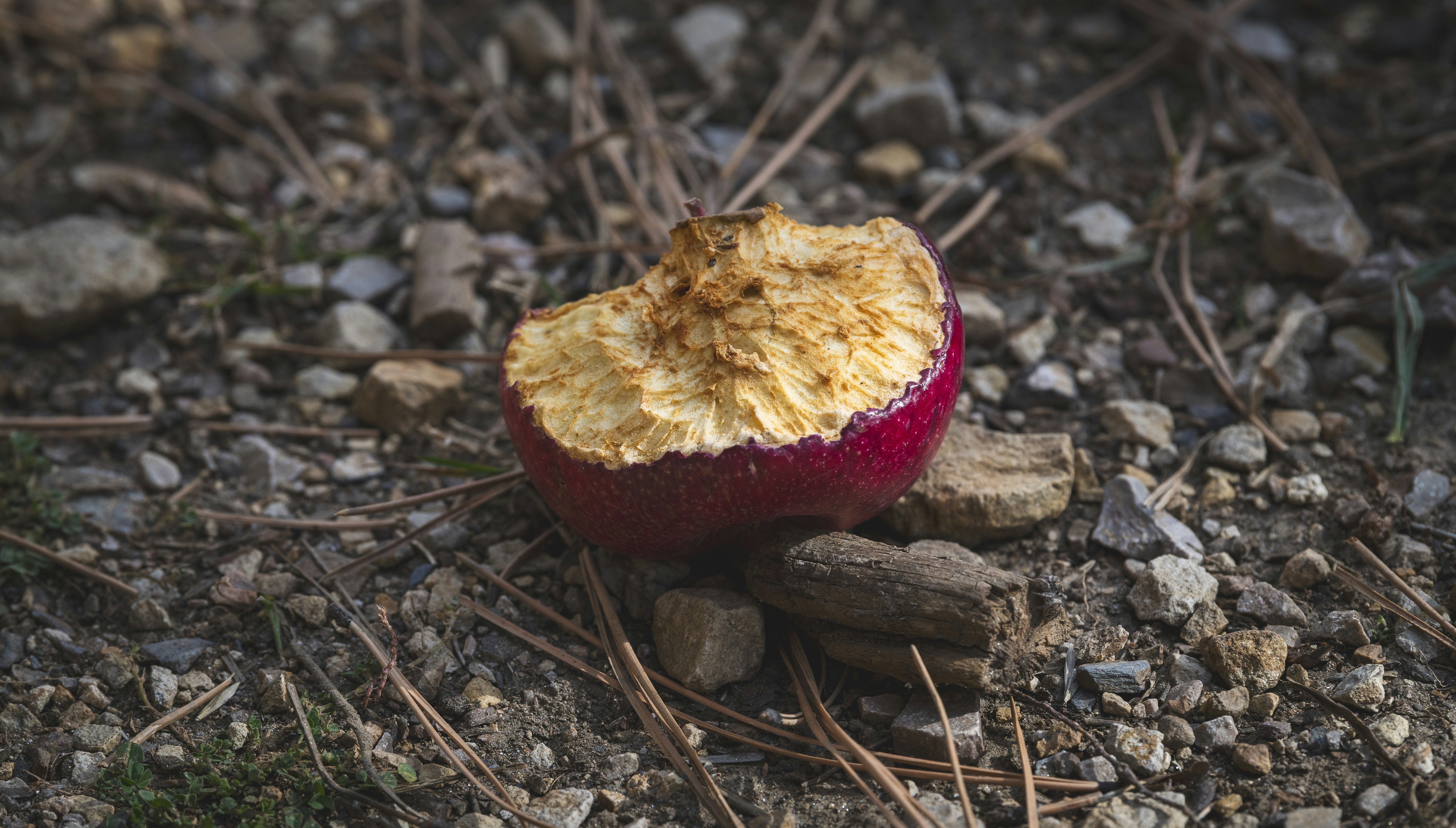 Ein angebissener Apfel liegt auf dem Boden.