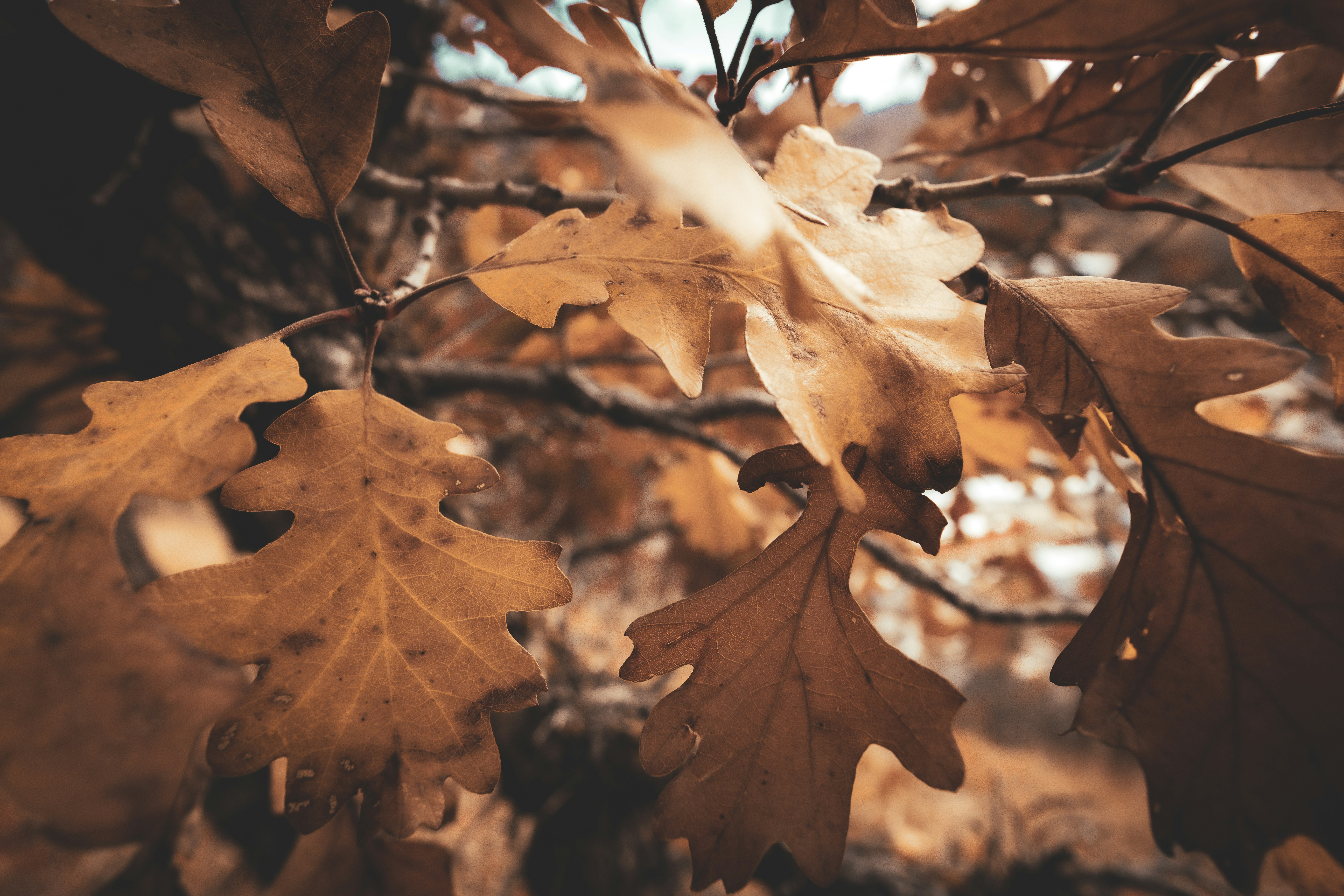 Nahaufnahme von trockenen braunen Eichenblättern auf Ästen