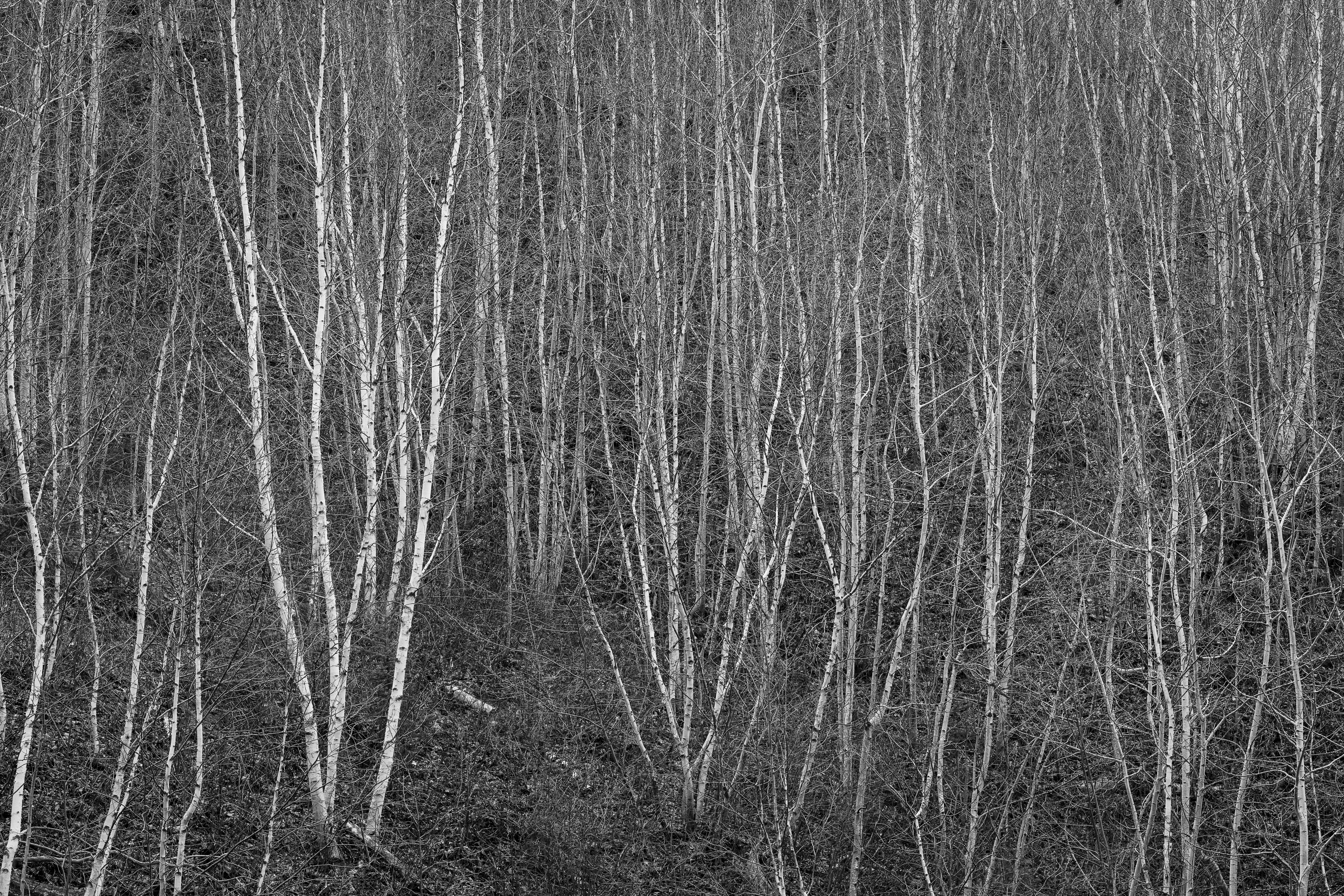 Kahle Birken in einem dichten Wald