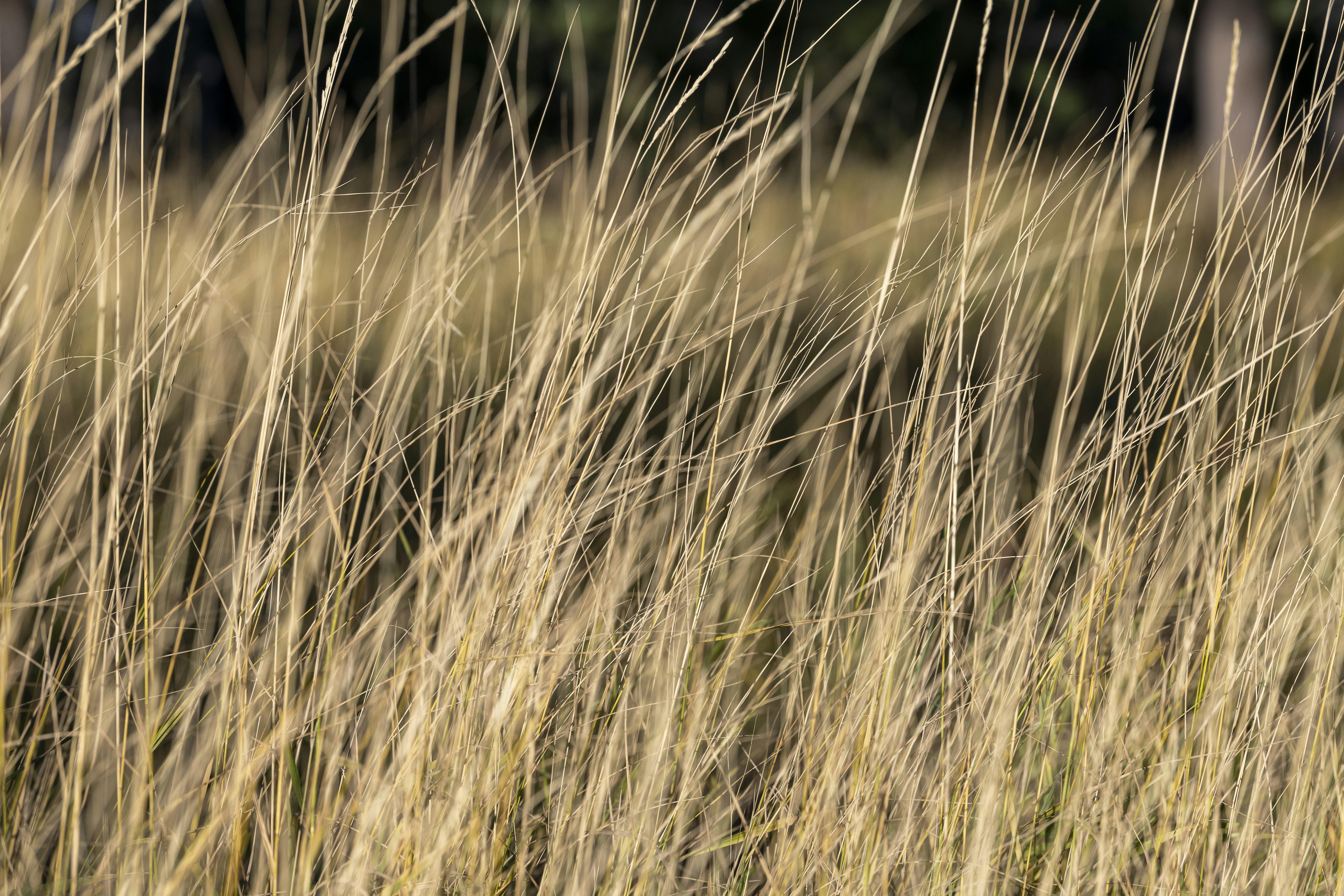 Hohes, trockenes Gras, das sich im Wind wiegt