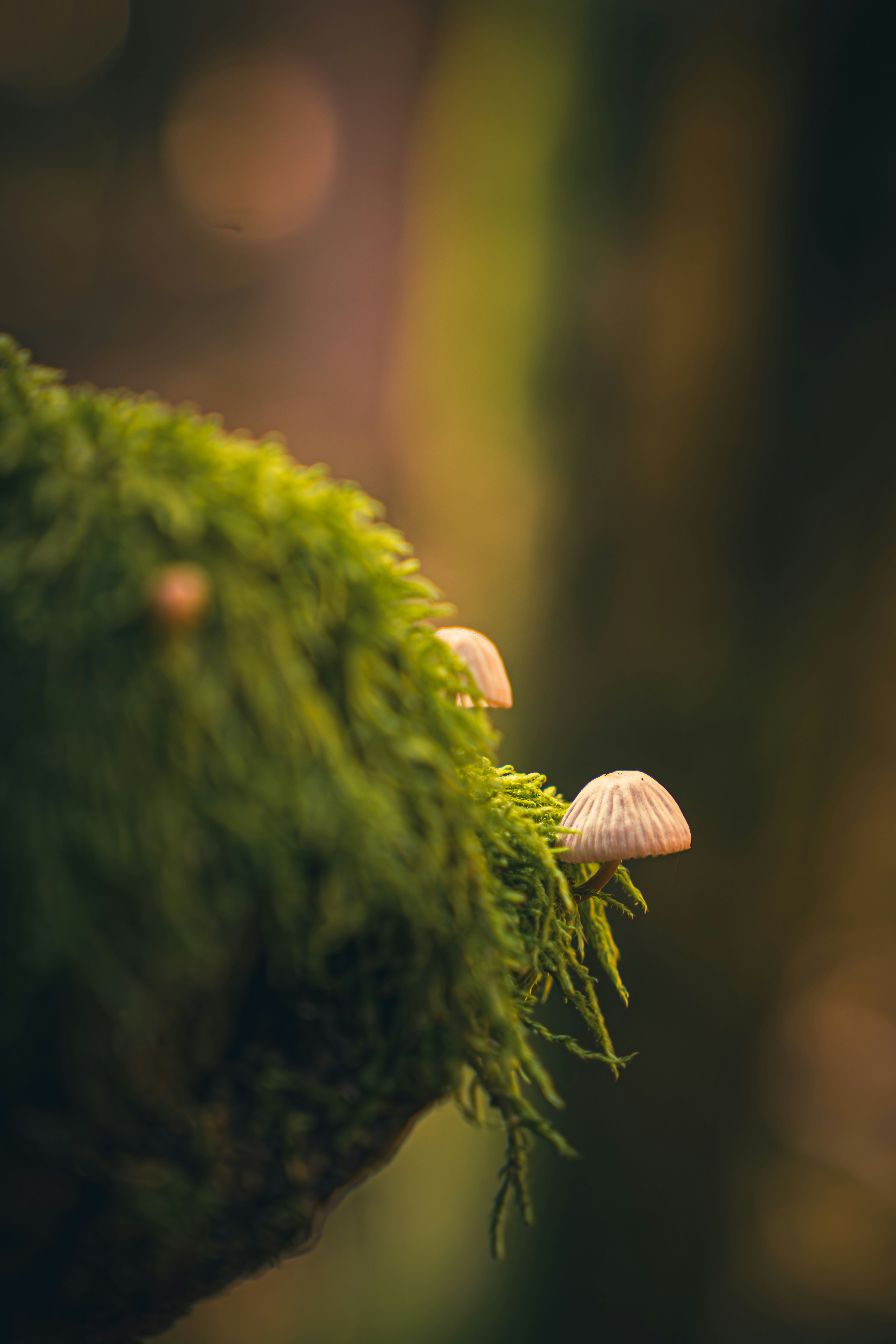 Tiny mushrooms grow on mossy forest floor