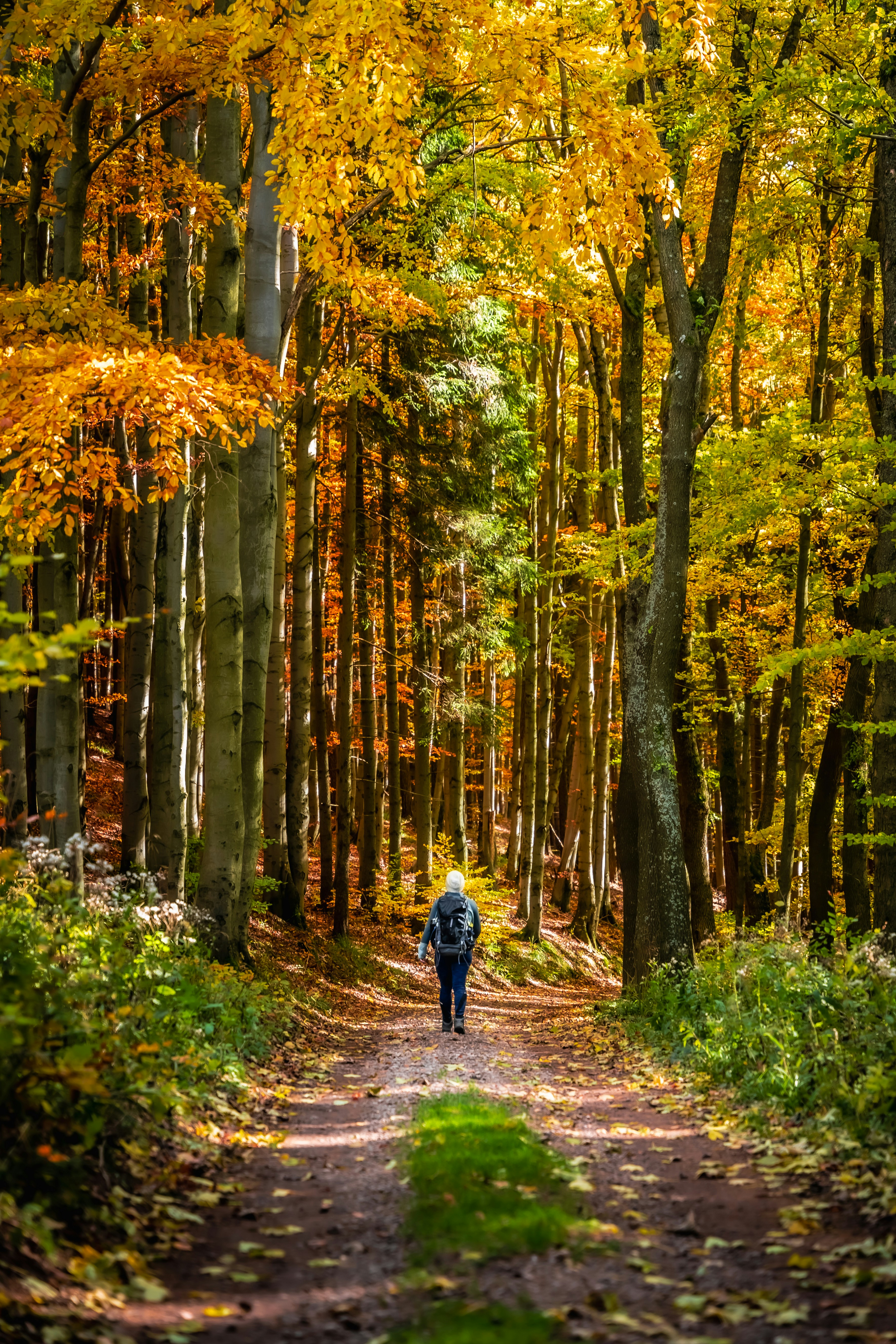 Person walking on a path through autumn forest