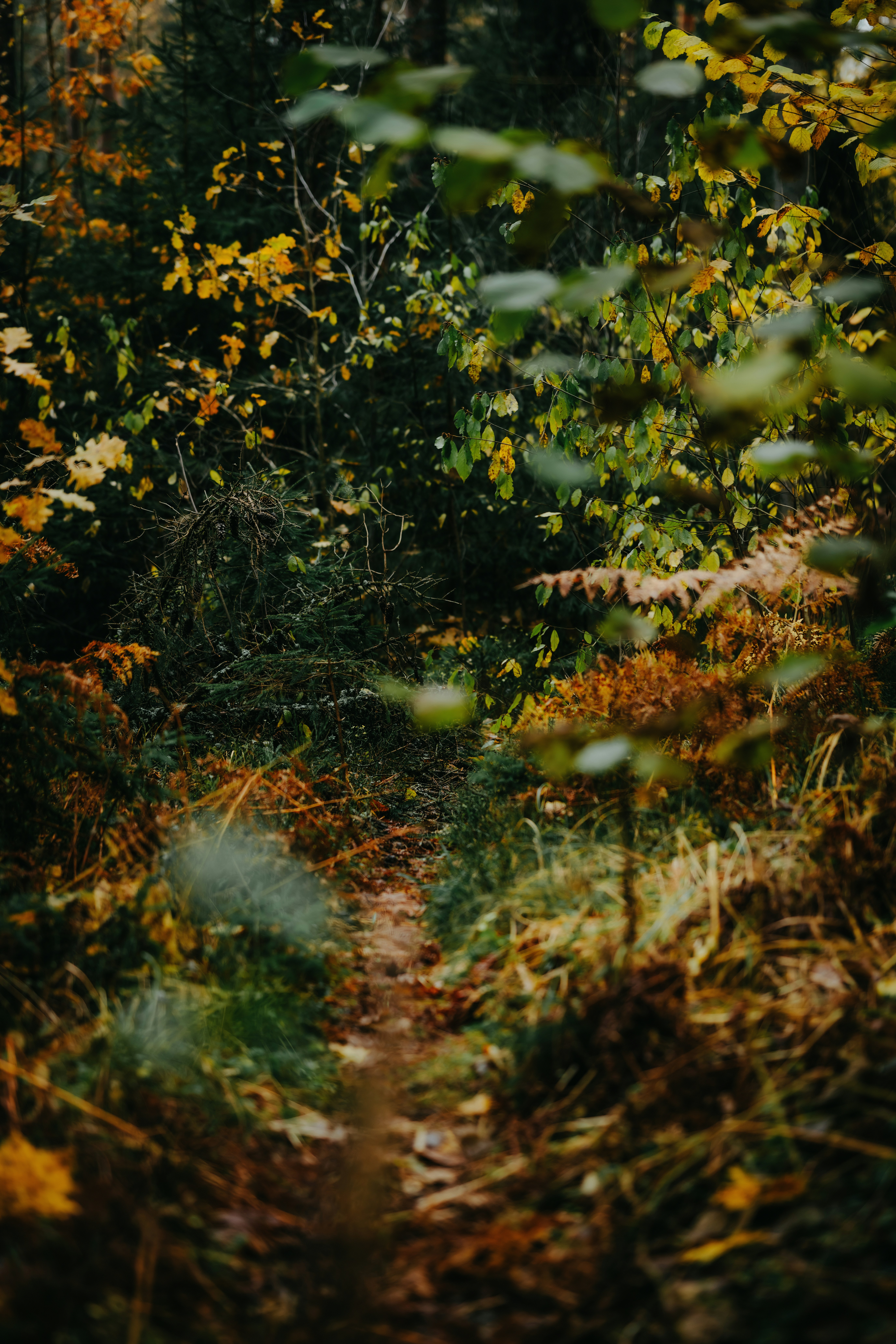 Photo by kristapsungurs