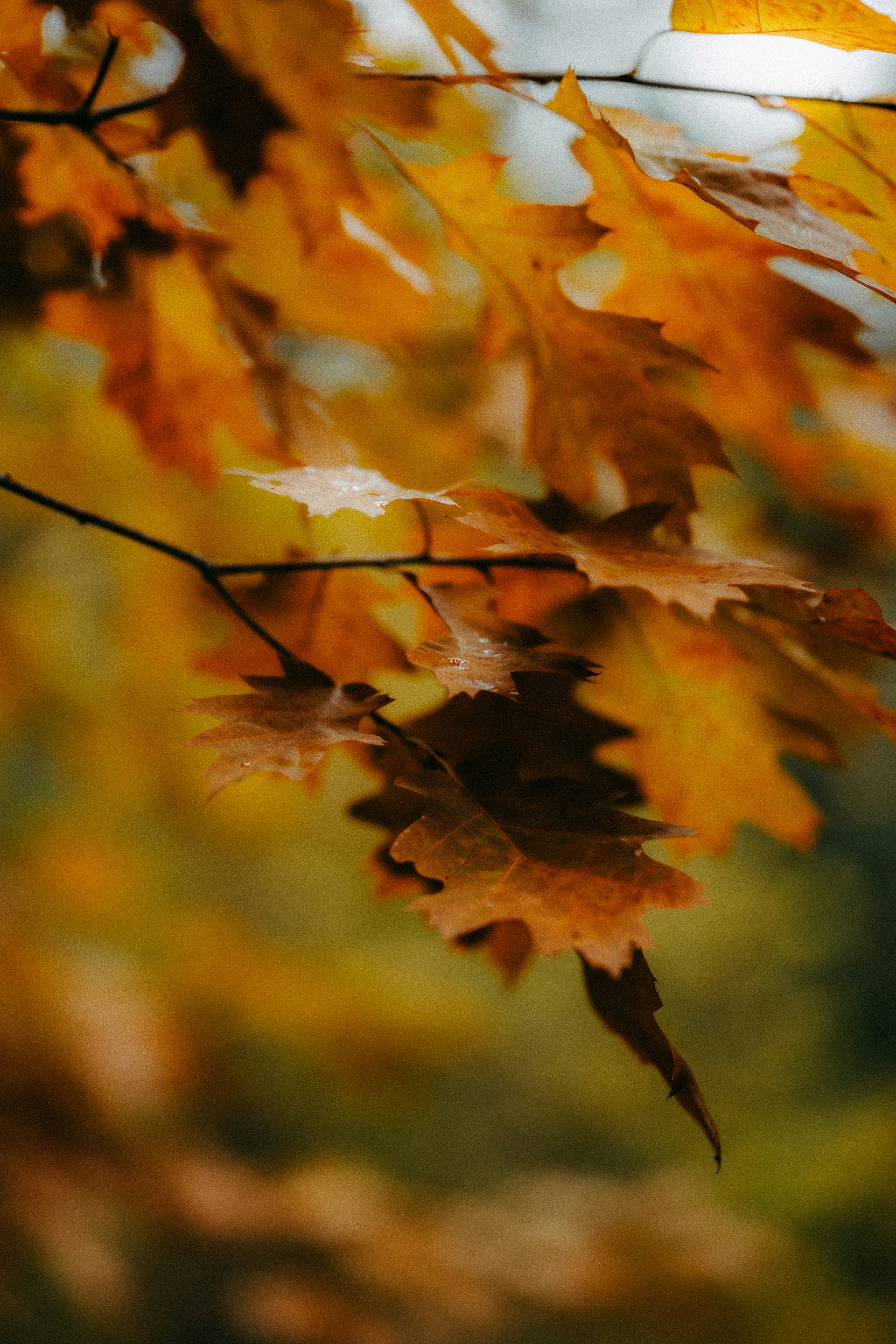 Photo by kristapsungurs