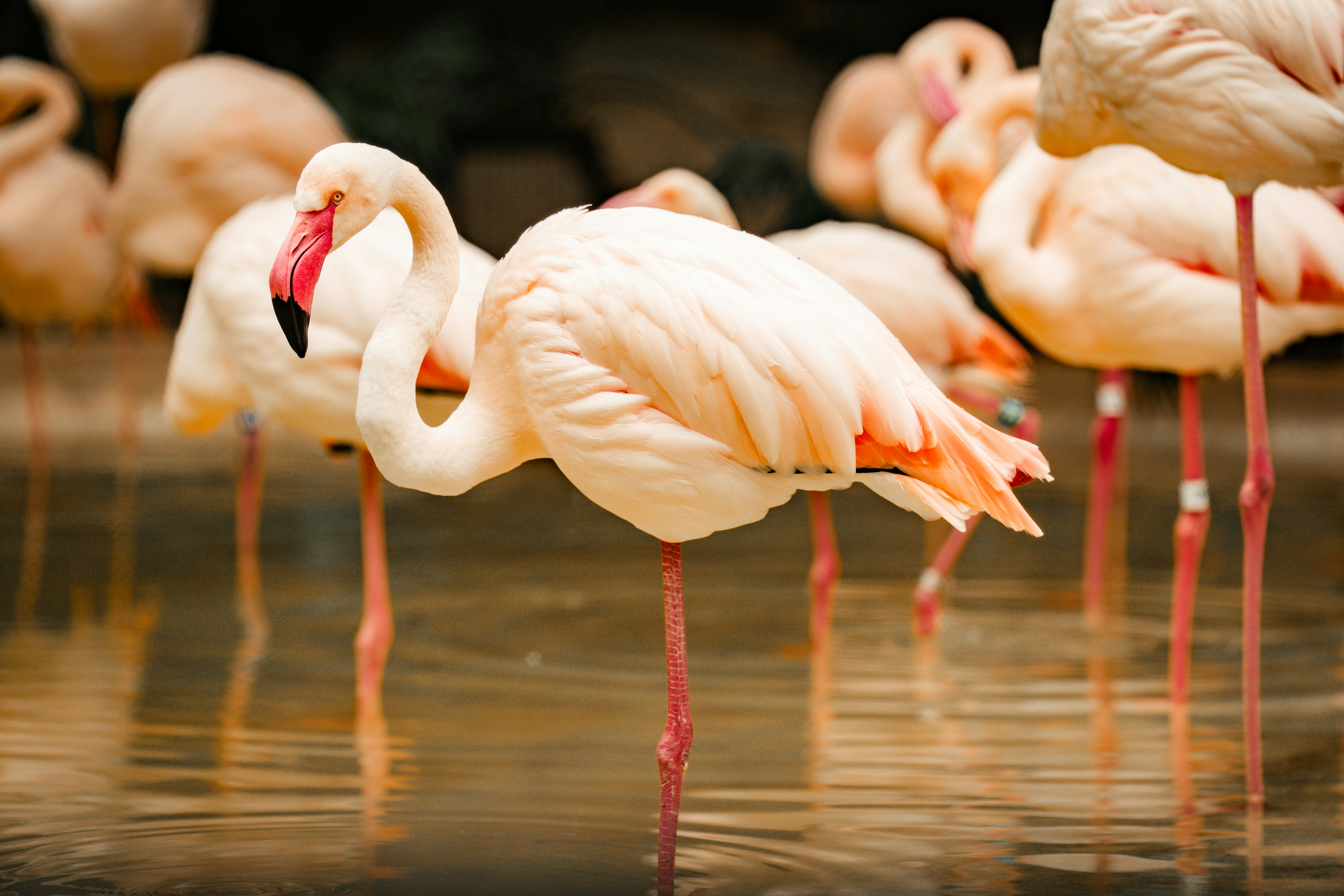 A flock of pink flamingos standing in shallow water.