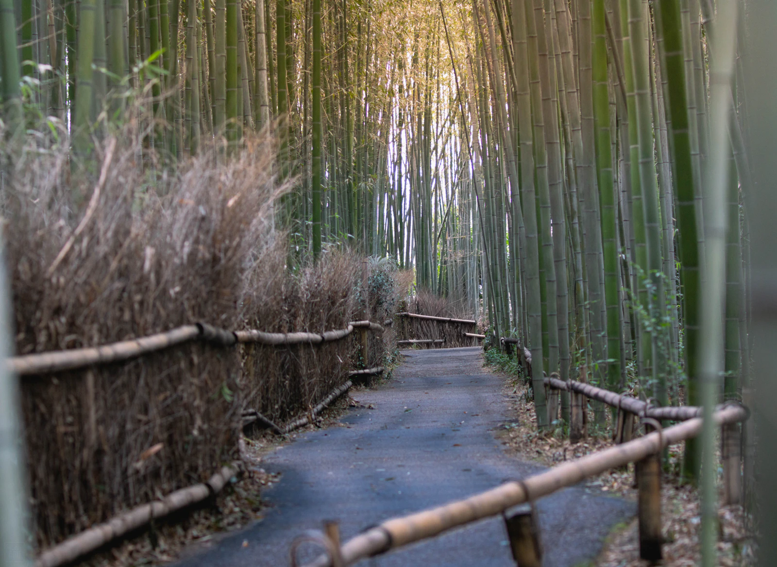 Sentiero che attraversa un fitto bosco di bambù