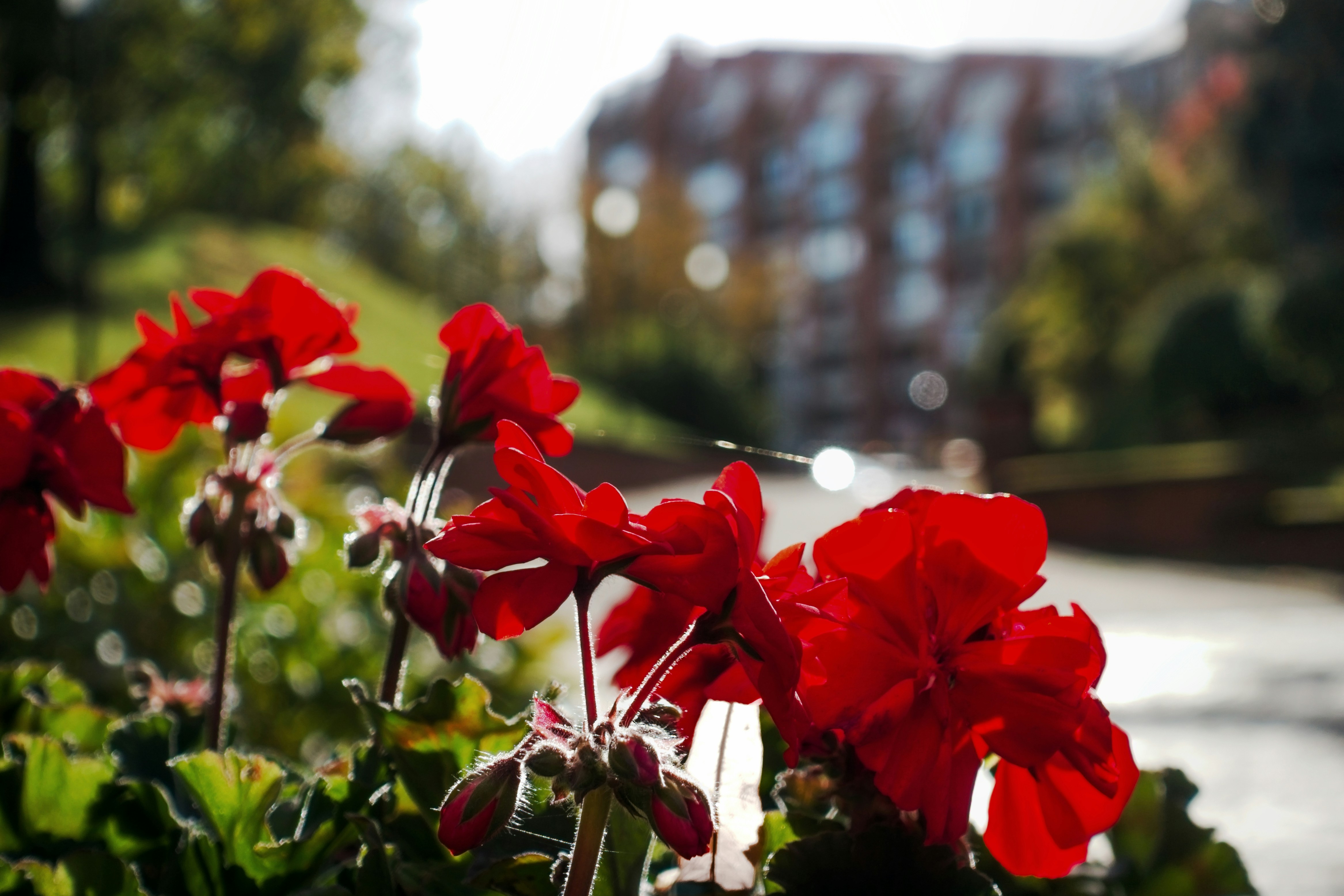 Hakrinbank Flora
