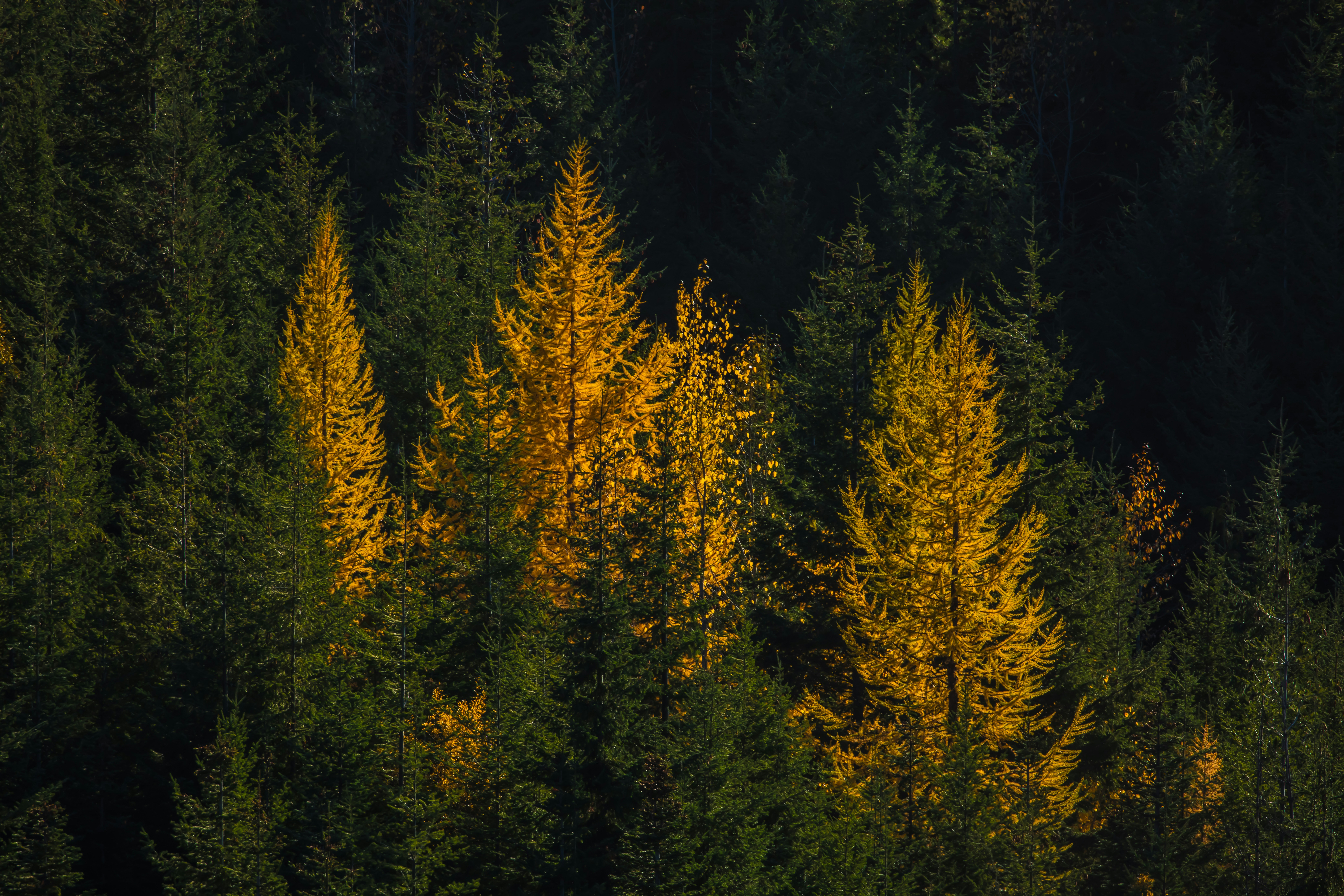 Golden autumn trees stand out among dark evergreens