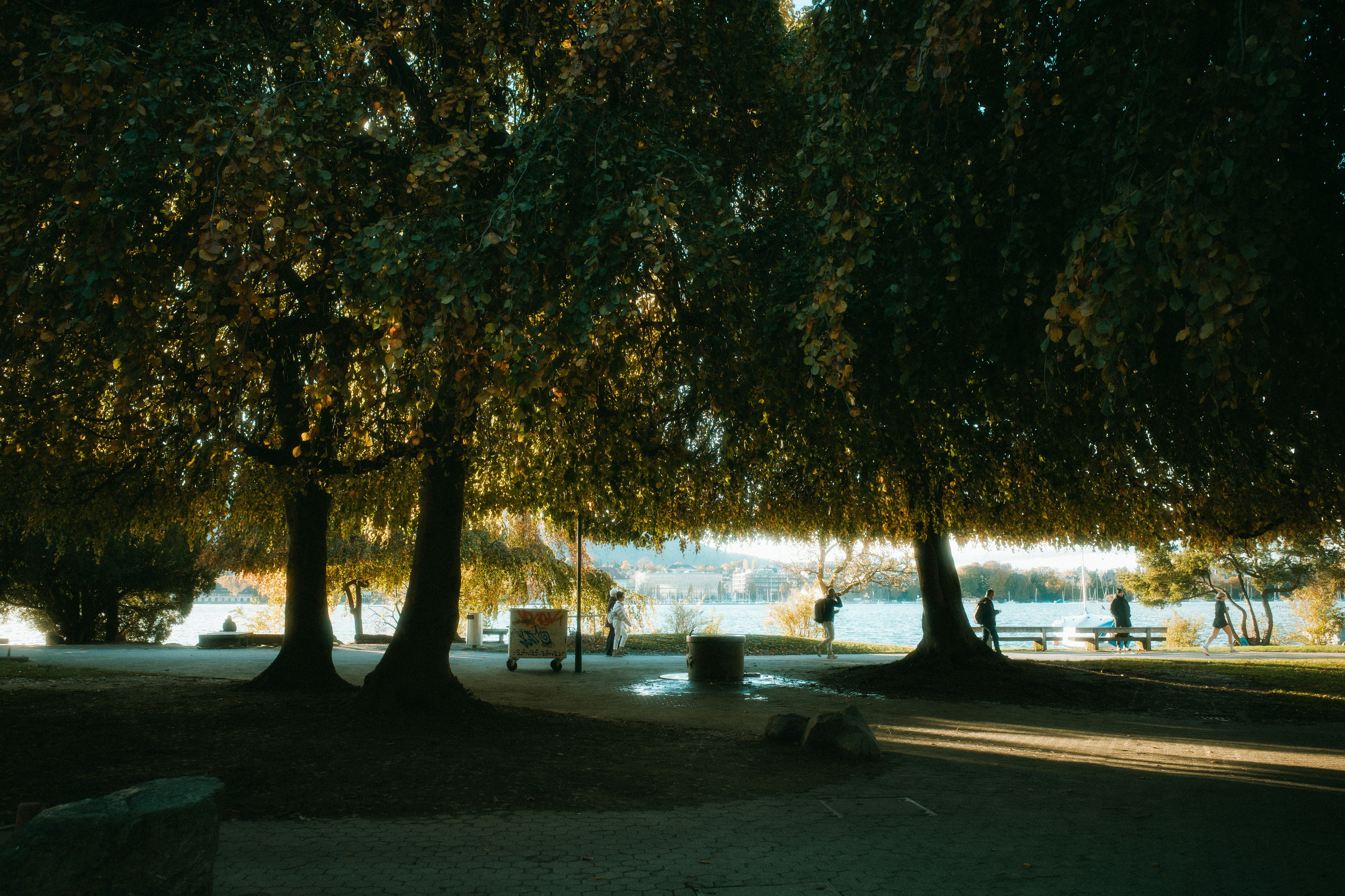 Sunlight filters through trees in a park by the water.