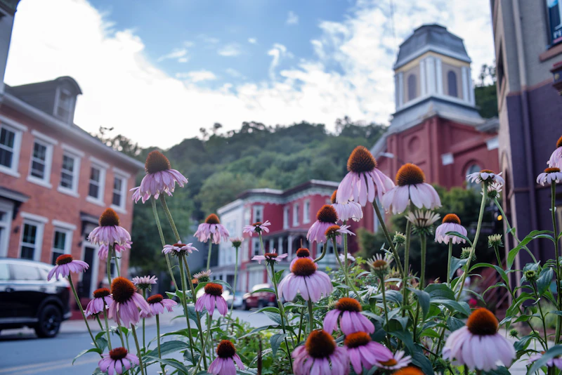 Field of pink coneflowers with spiky centers in full bloom