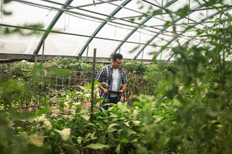 Man tending plants inside a greenhouse