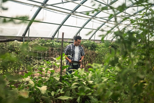 Man tending plants inside a greenhouse
