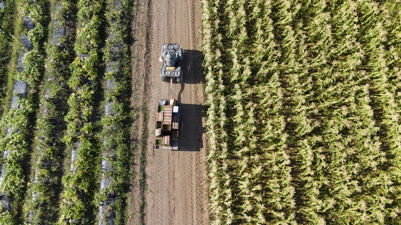 Aerial view of a tractor harvesting crop rows in a cultivated field near the grower dock
