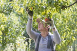 Man picking fruit from a tree