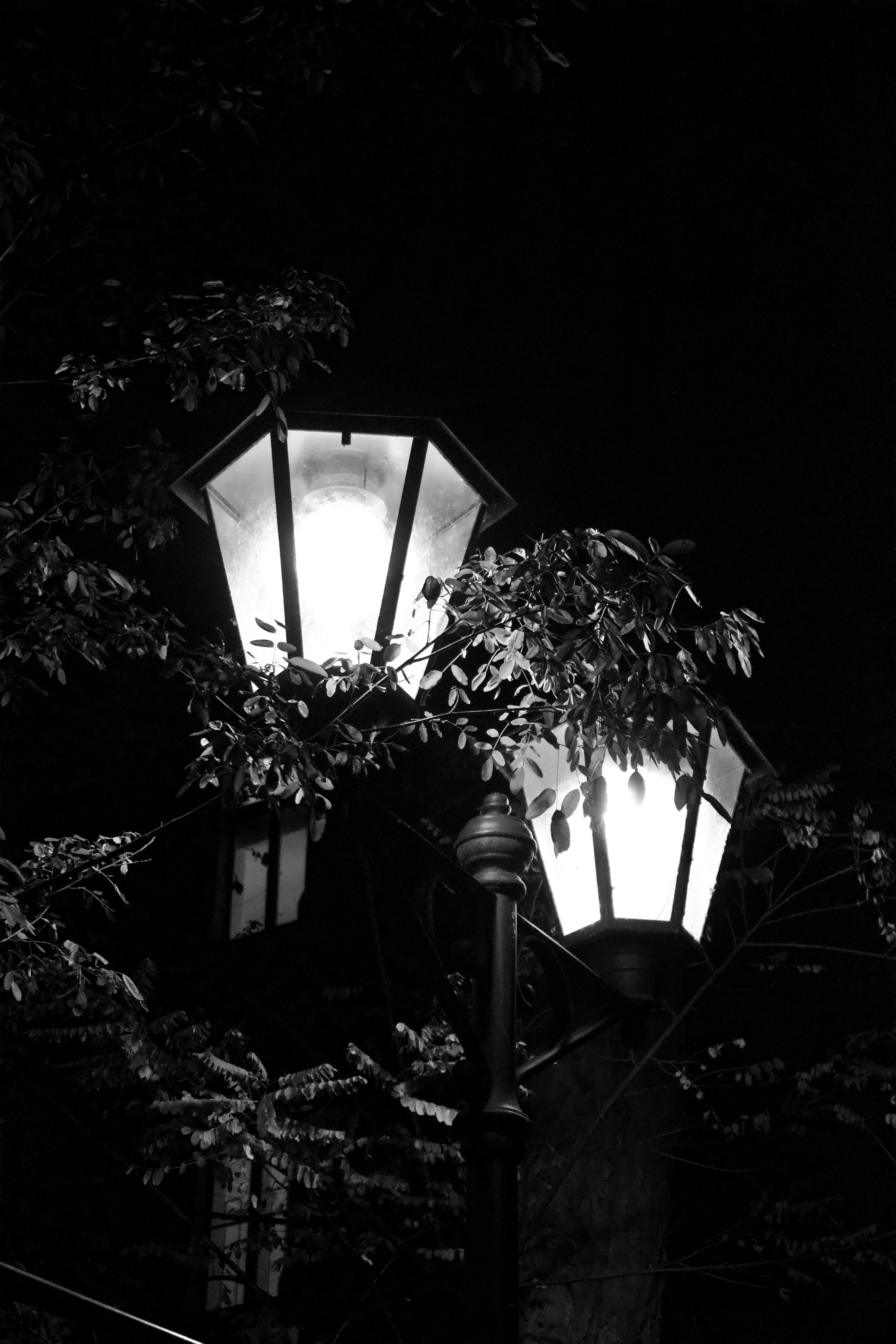 Zwei leuchtende Straßenlaternen nachts zwischen Bäumen