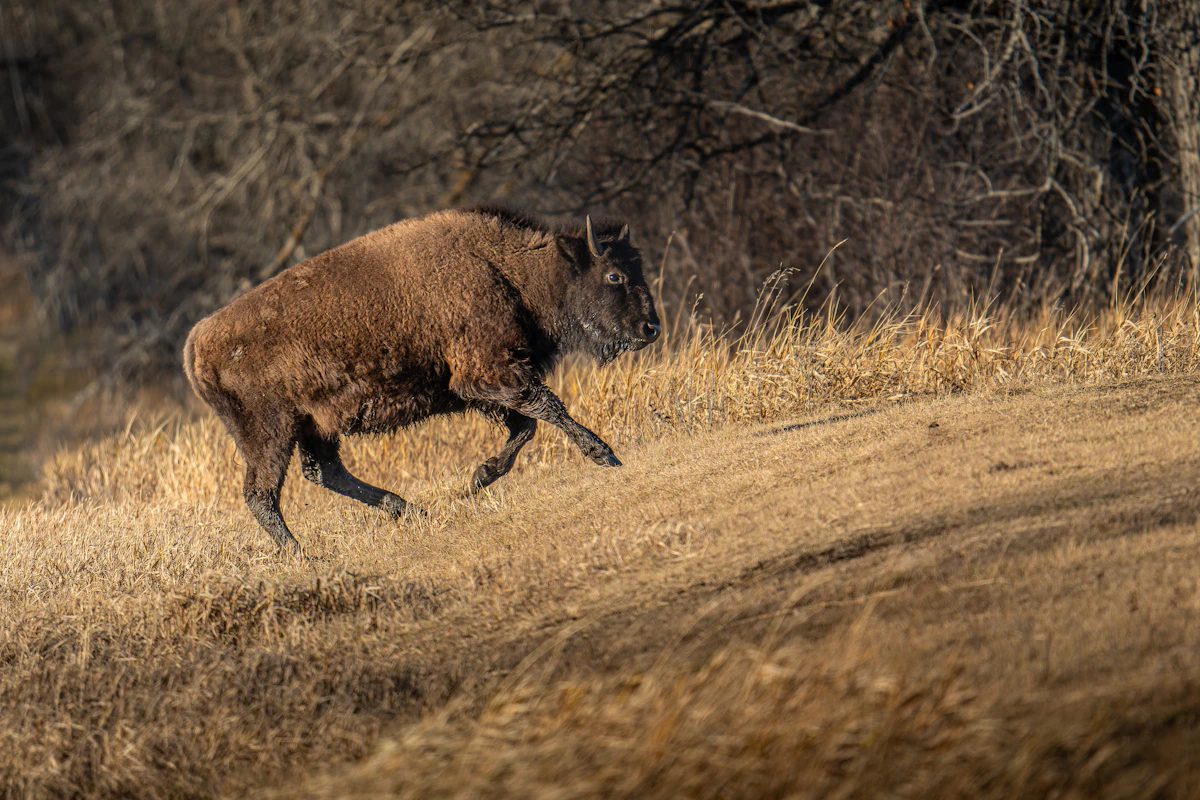A bison running through dry grass on a hill