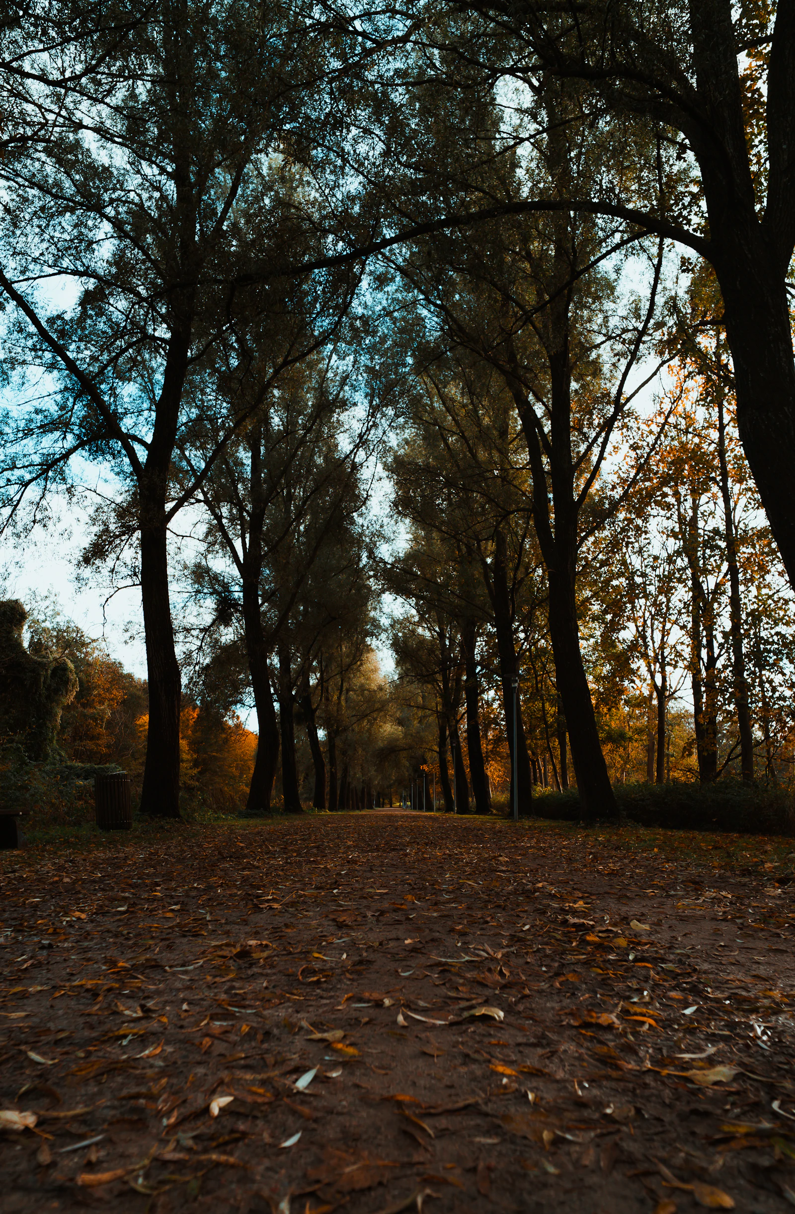 Herbstlicher Waldweg mit Laub auf dem Boden