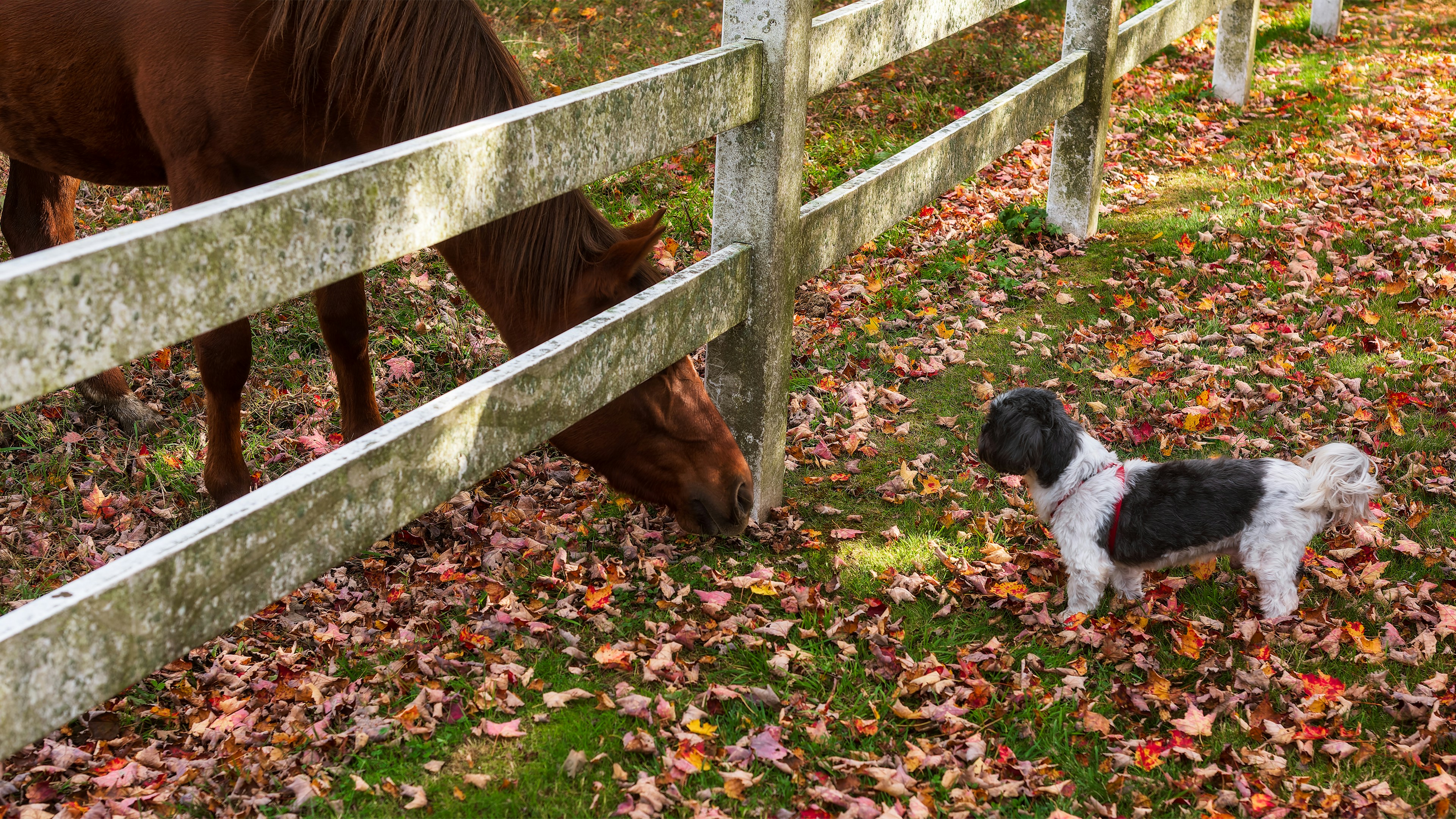 A horse and a dog by a wooden fence