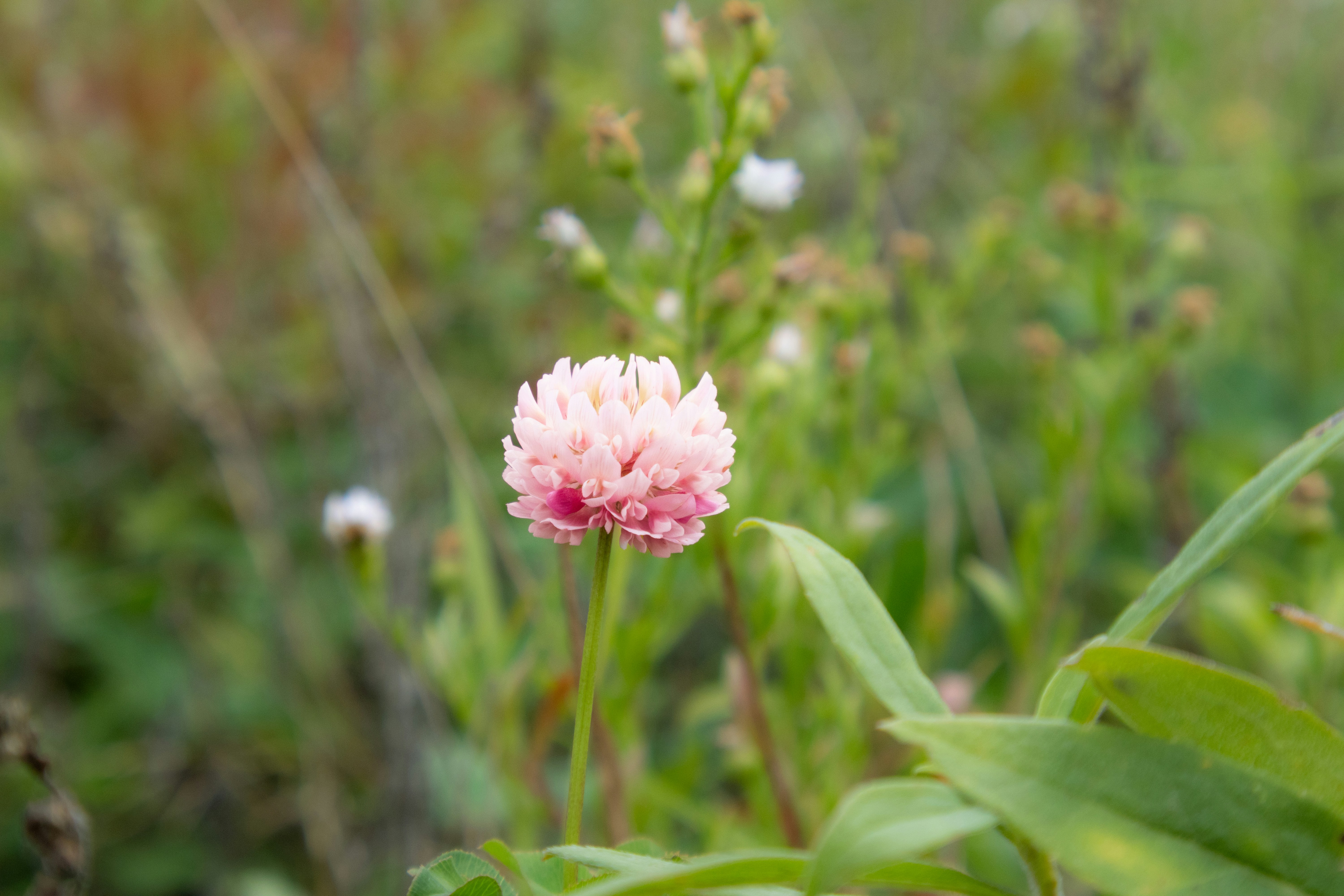 Photo by byjuliannehu