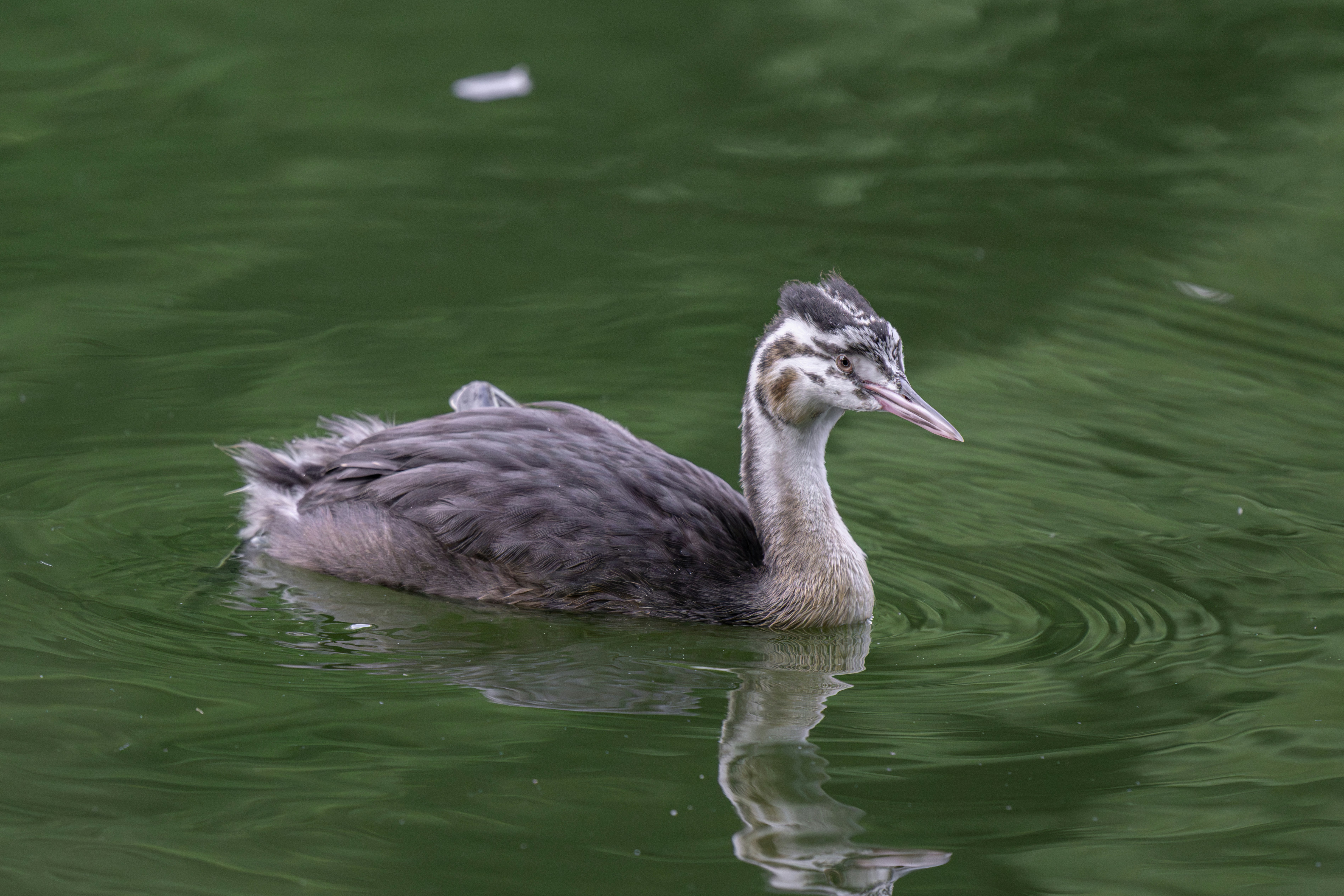 Photo by andreystrizhkov