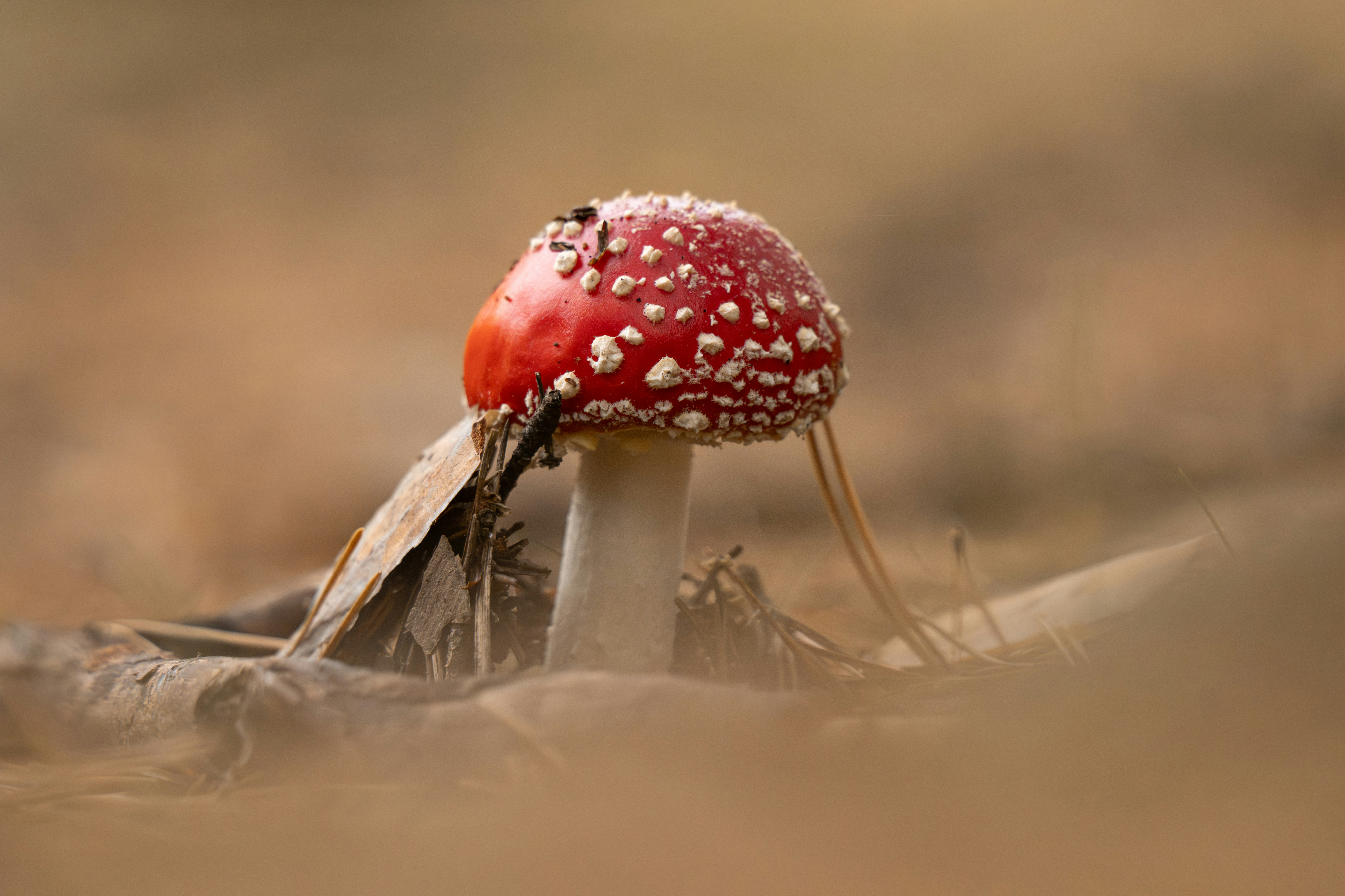 A red mushroom with white spots on the forest floor.