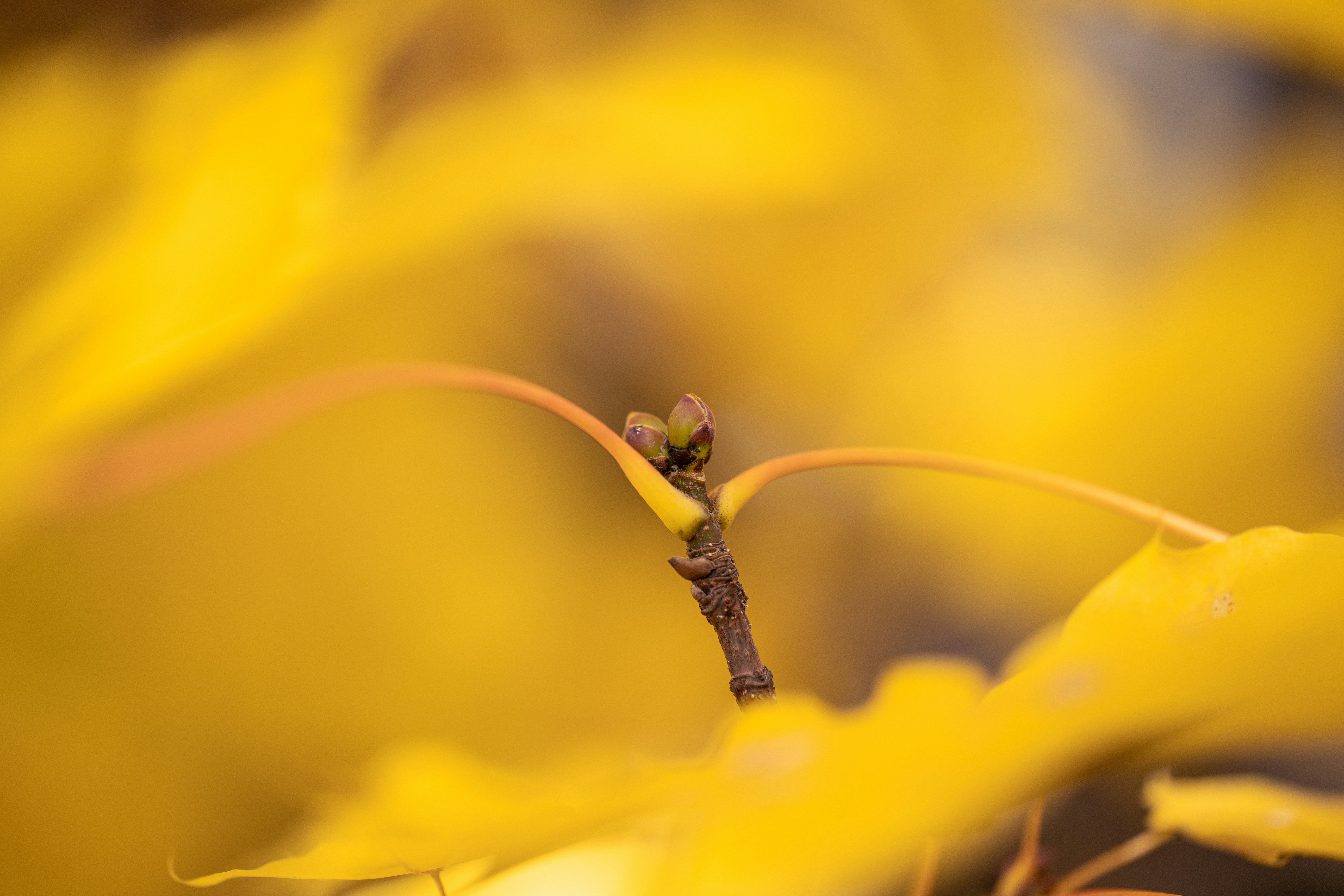 Photo by andreystrizhkov