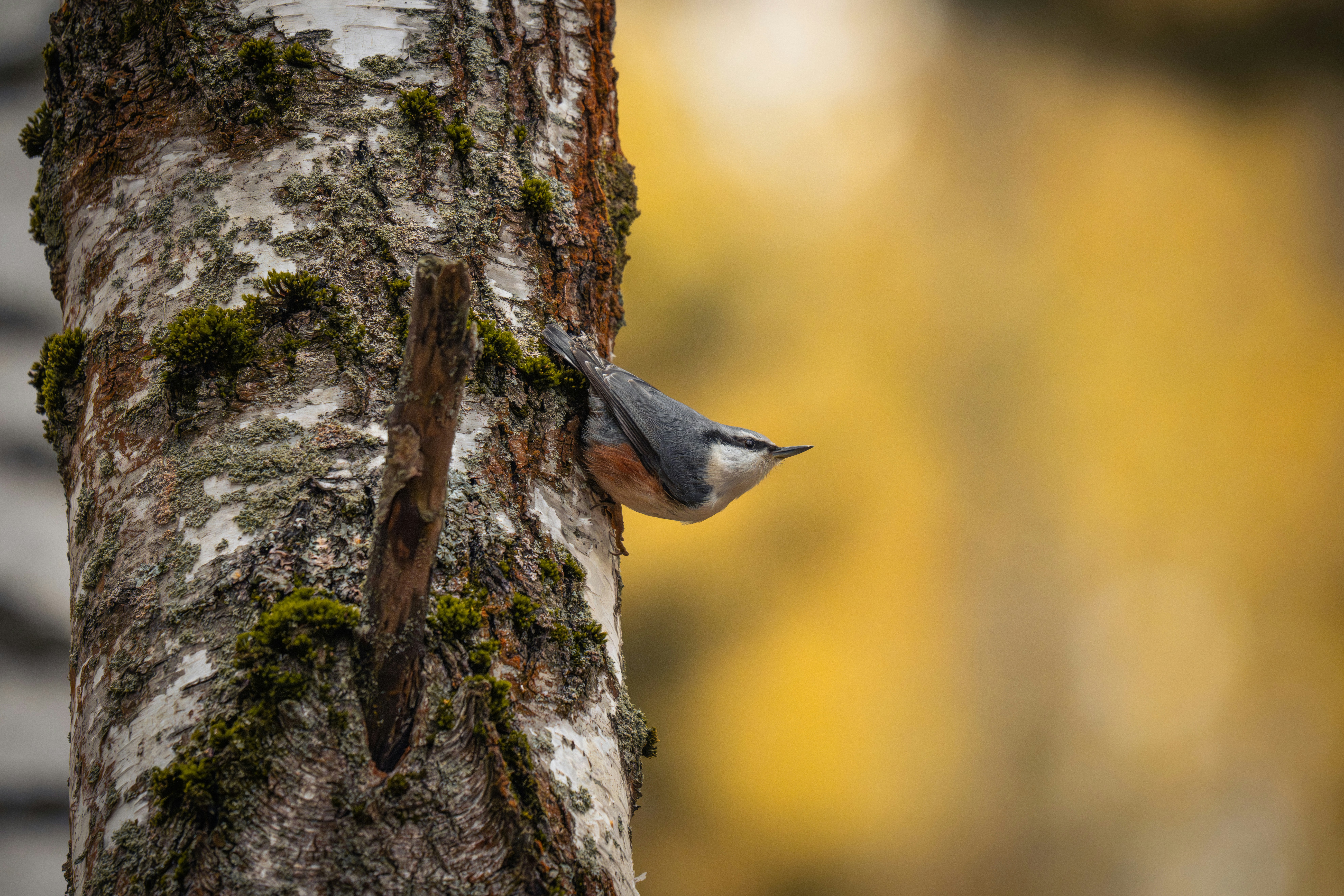 Photo by andreystrizhkov