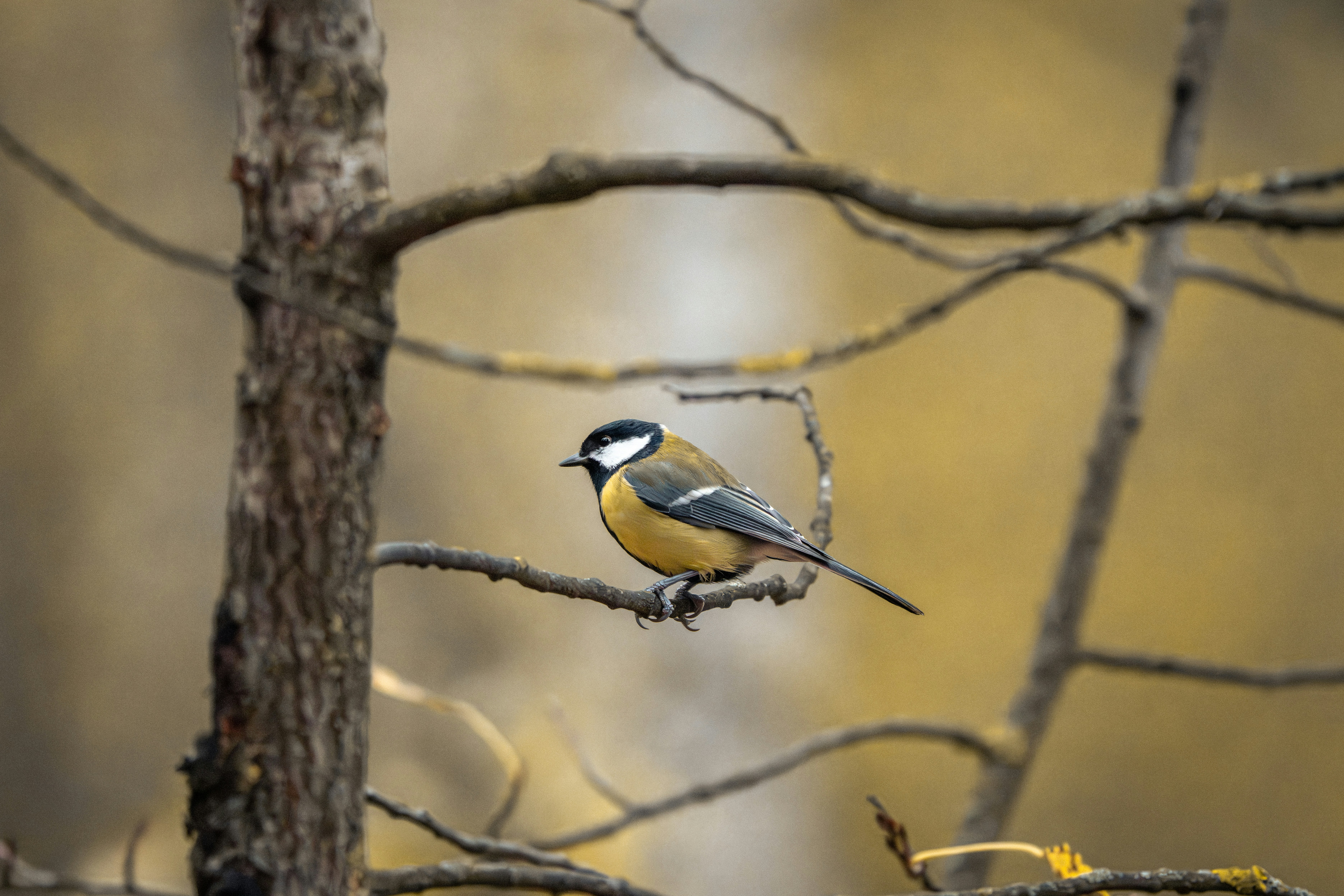 Photo by andreystrizhkov