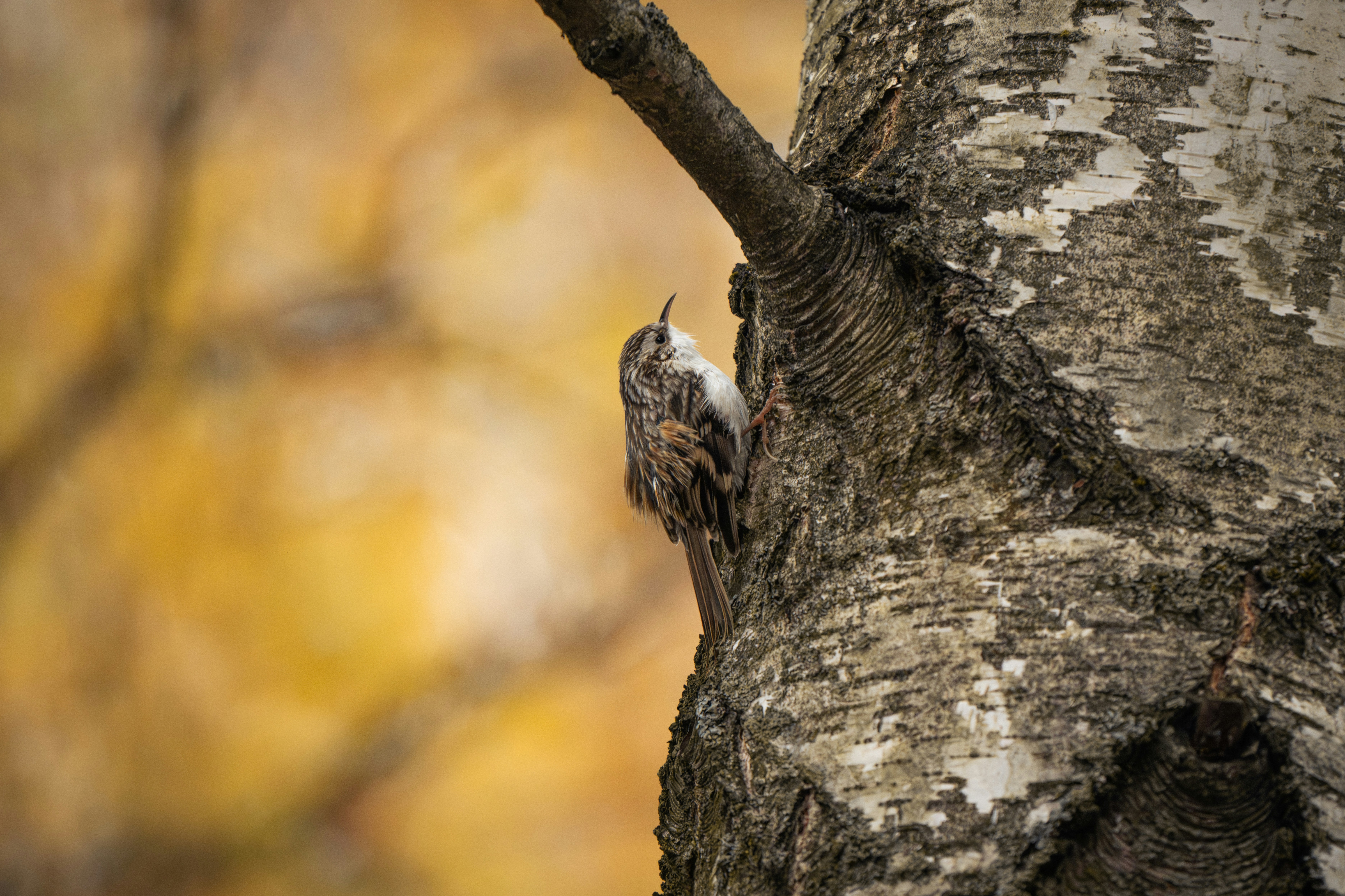 Photo by andreystrizhkov