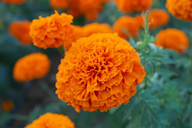 Close-up of bright orange marigold flowers in bloom