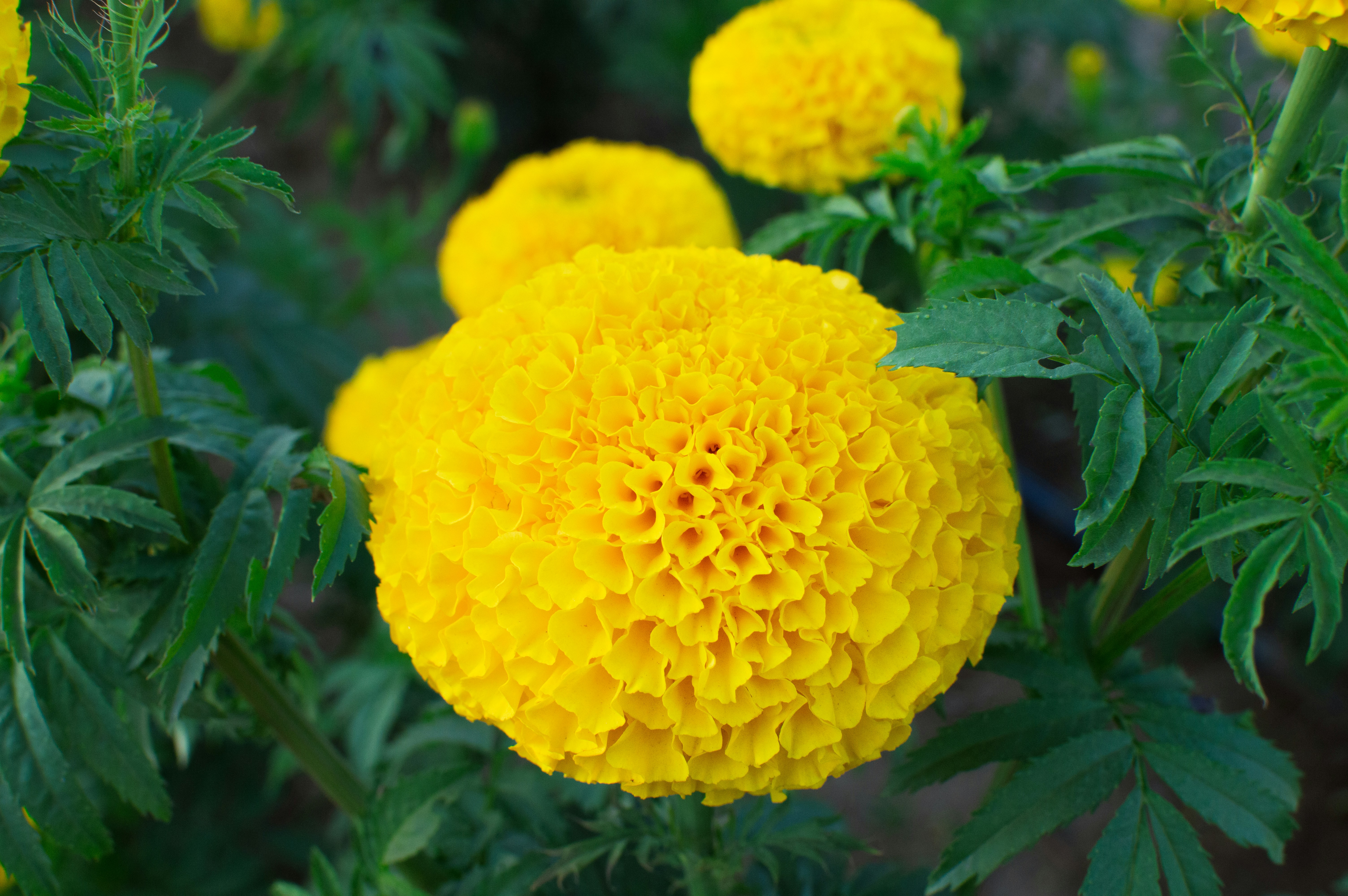 Close-up of bright yellow marigold flowers in bloom.