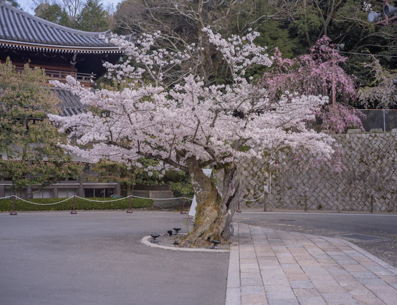 Partir au Japon pendant le printemps