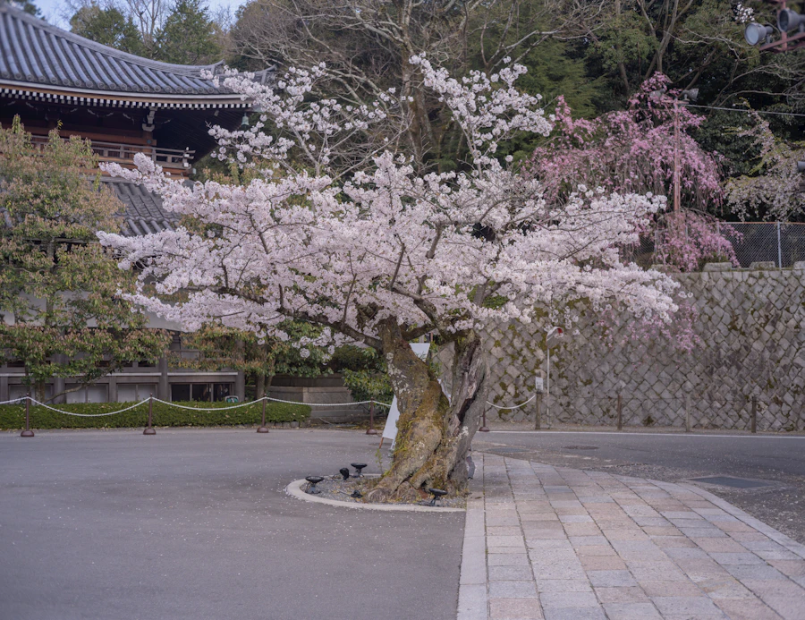 Cherry blossom season (late March to early April)