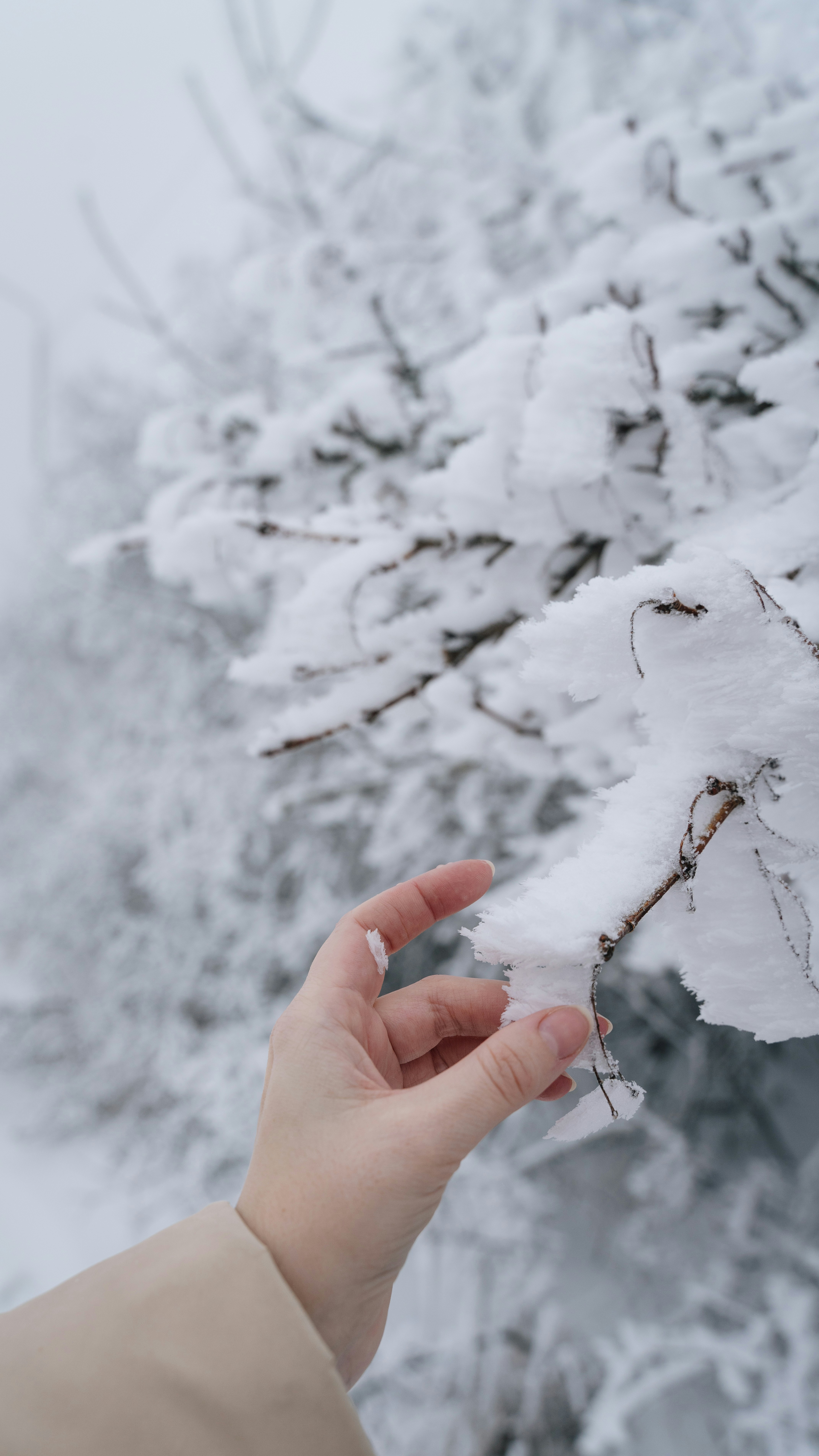 A hand touches snow-covered branches in a winter forest.