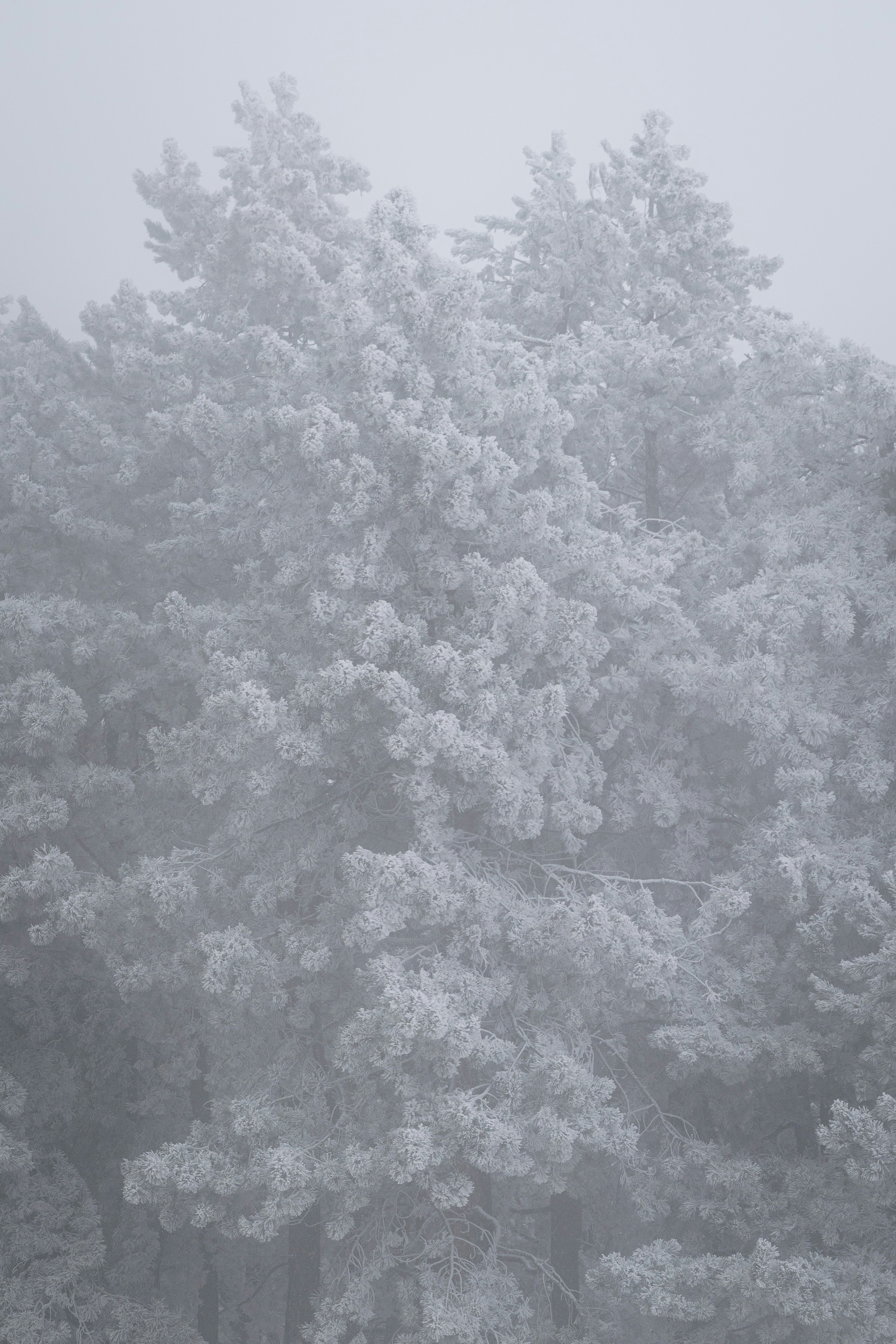 Pine trees covered in frost on a foggy day.