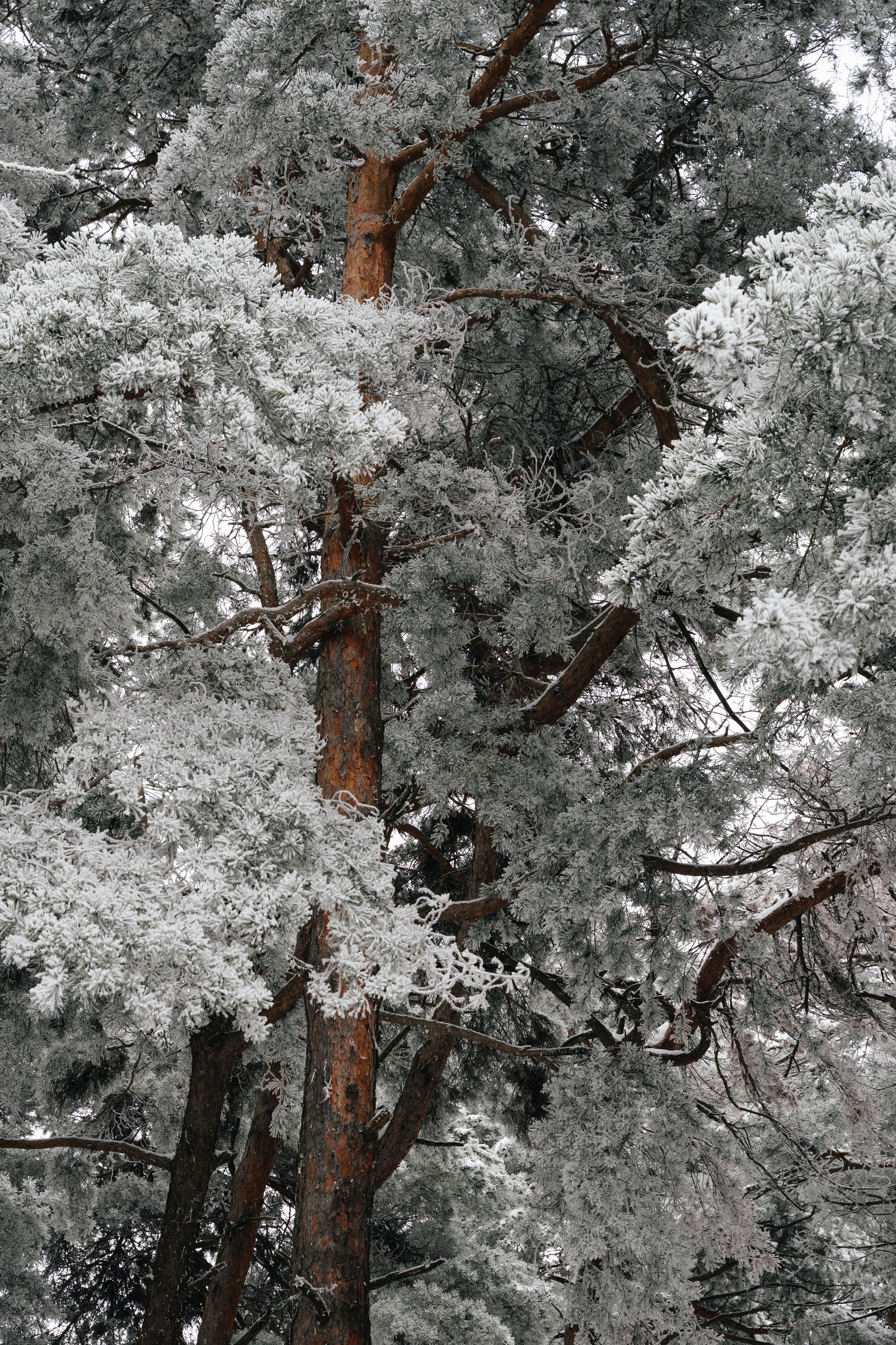 Pine trees covered in frost during winter.