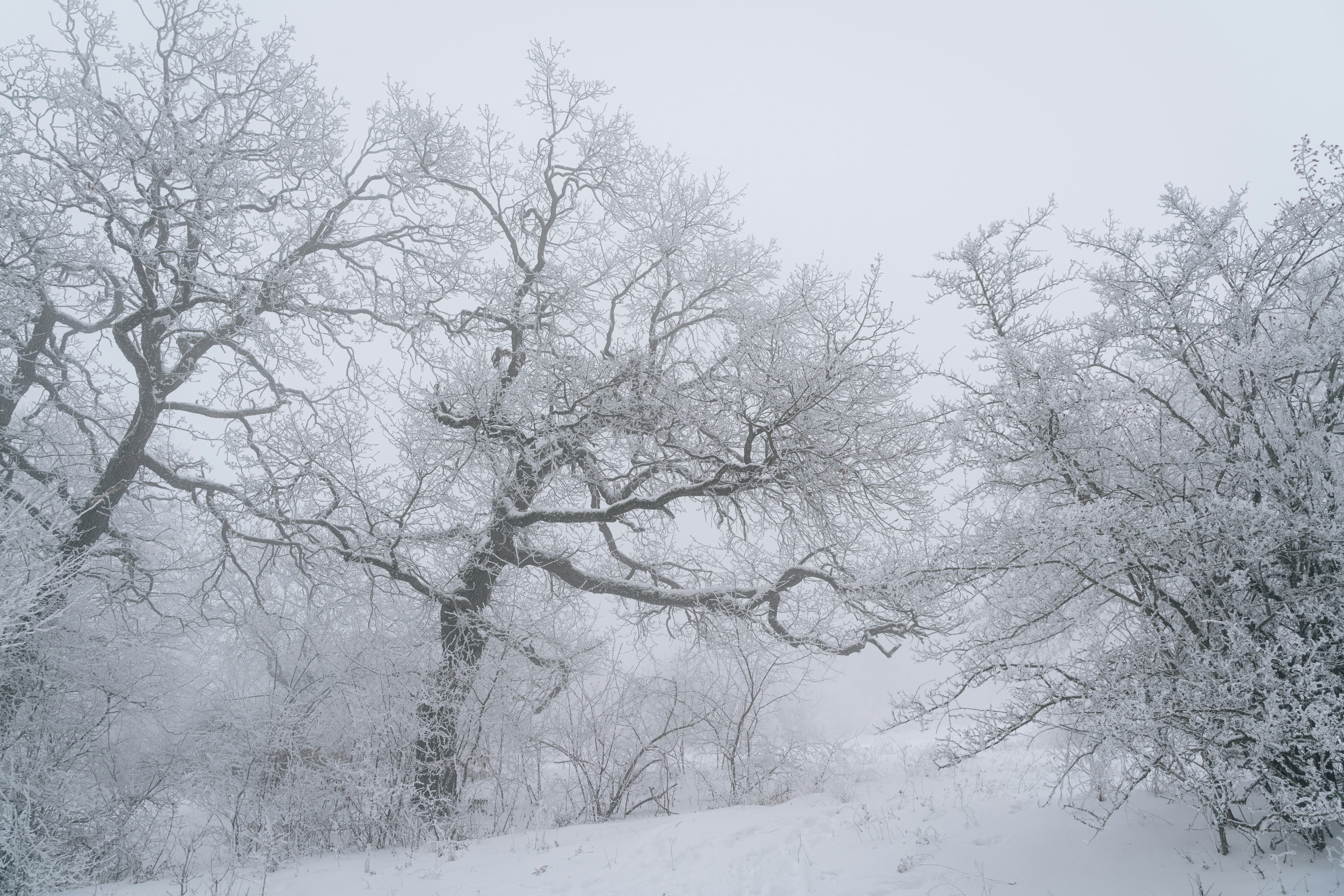 Frosted trees on a foggy winter day