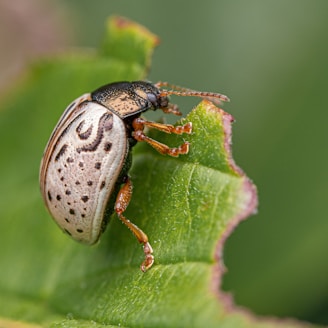 A small beetle with patterned wings on a green leaf.