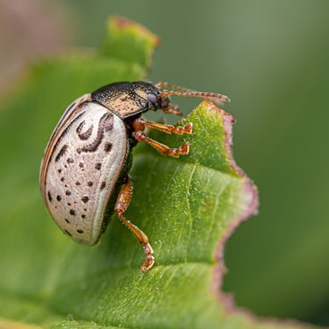 A small beetle with patterned wings on a green leaf.