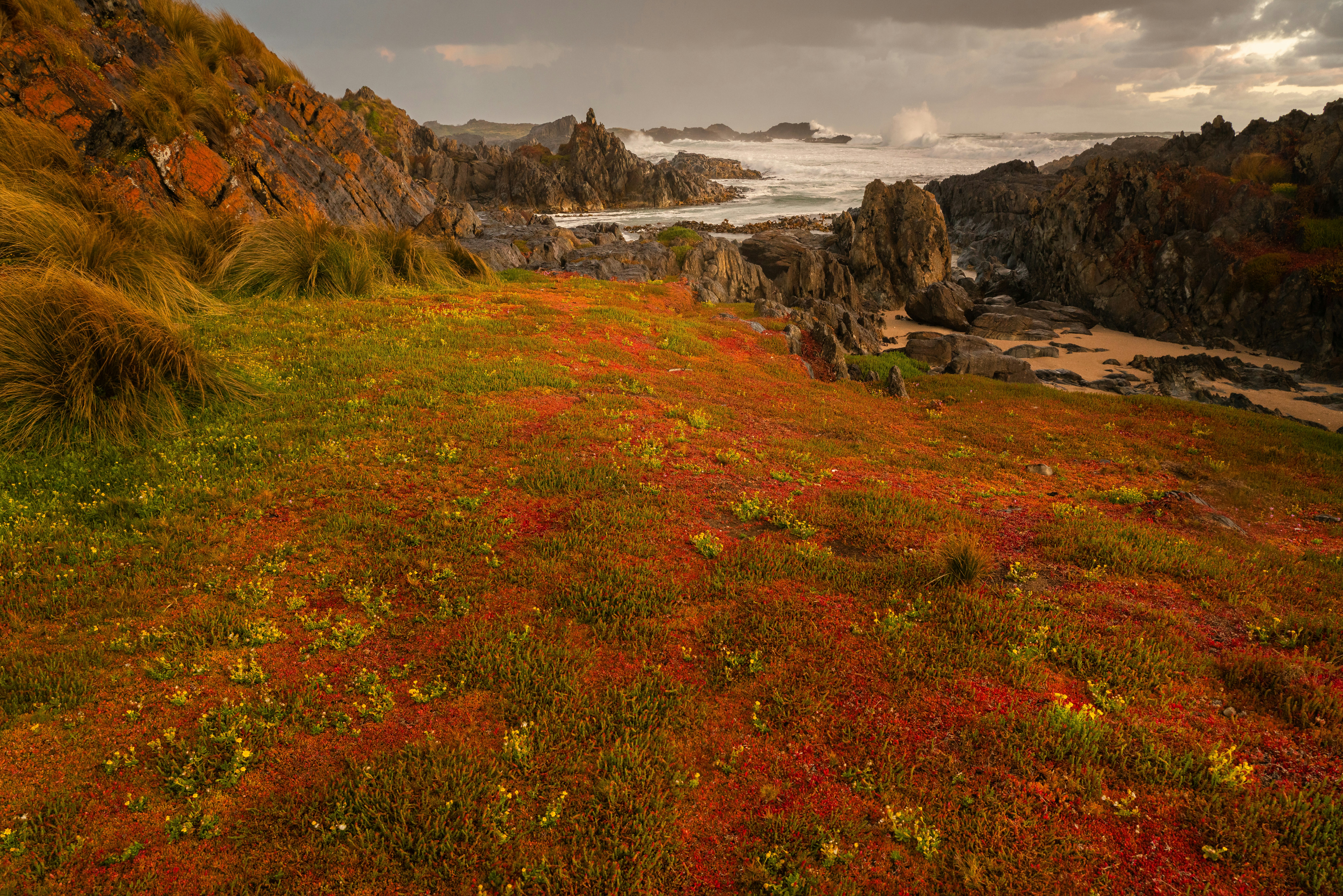 Rugged coastline with colorful vegetation and crashing waves.