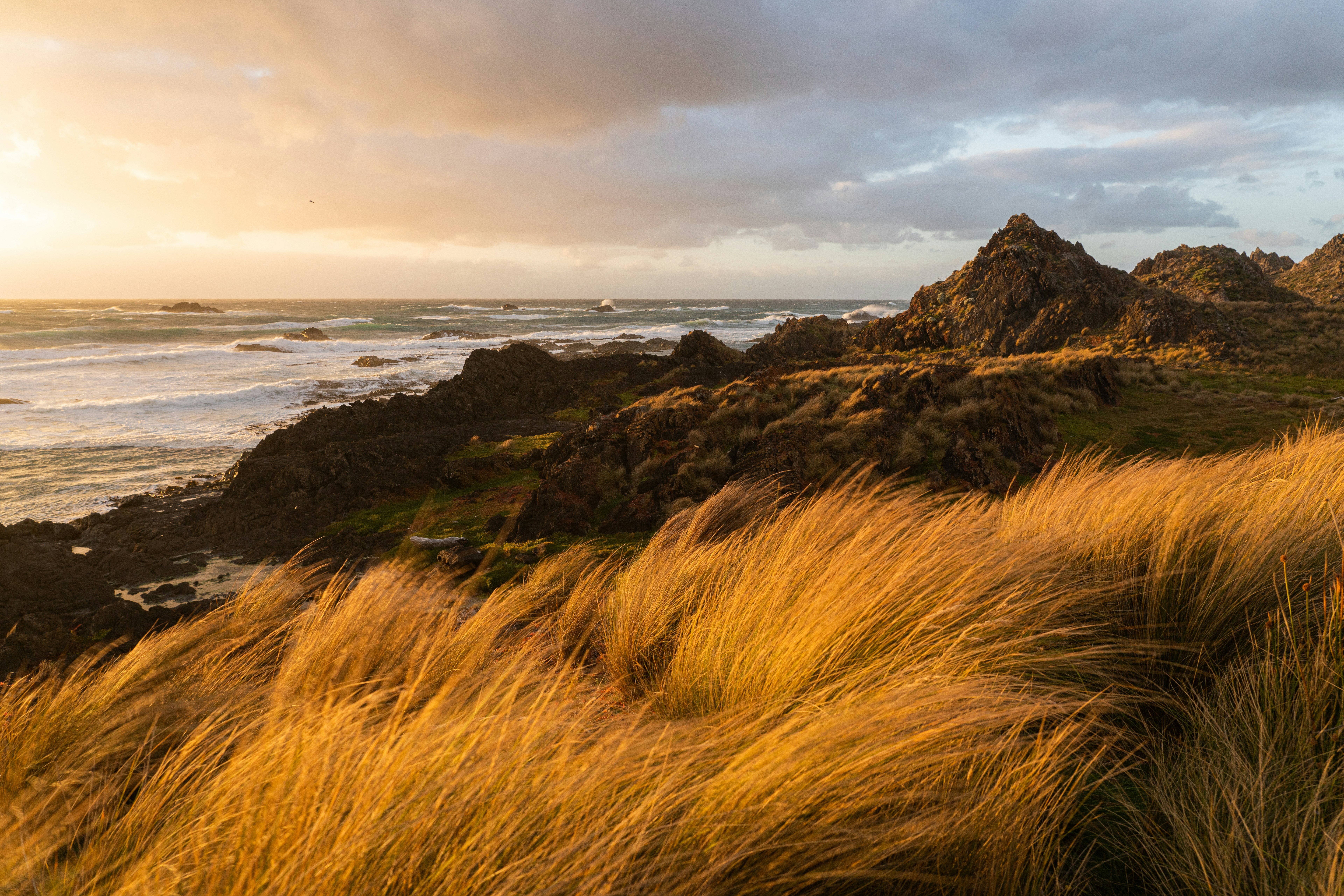 Golden grass and rocky coast at sunset
