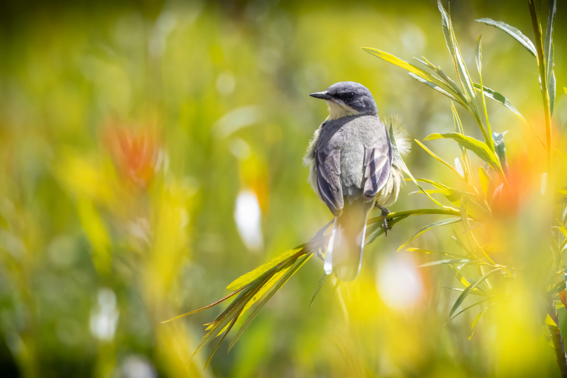 A small bird perched on a leafy branch.