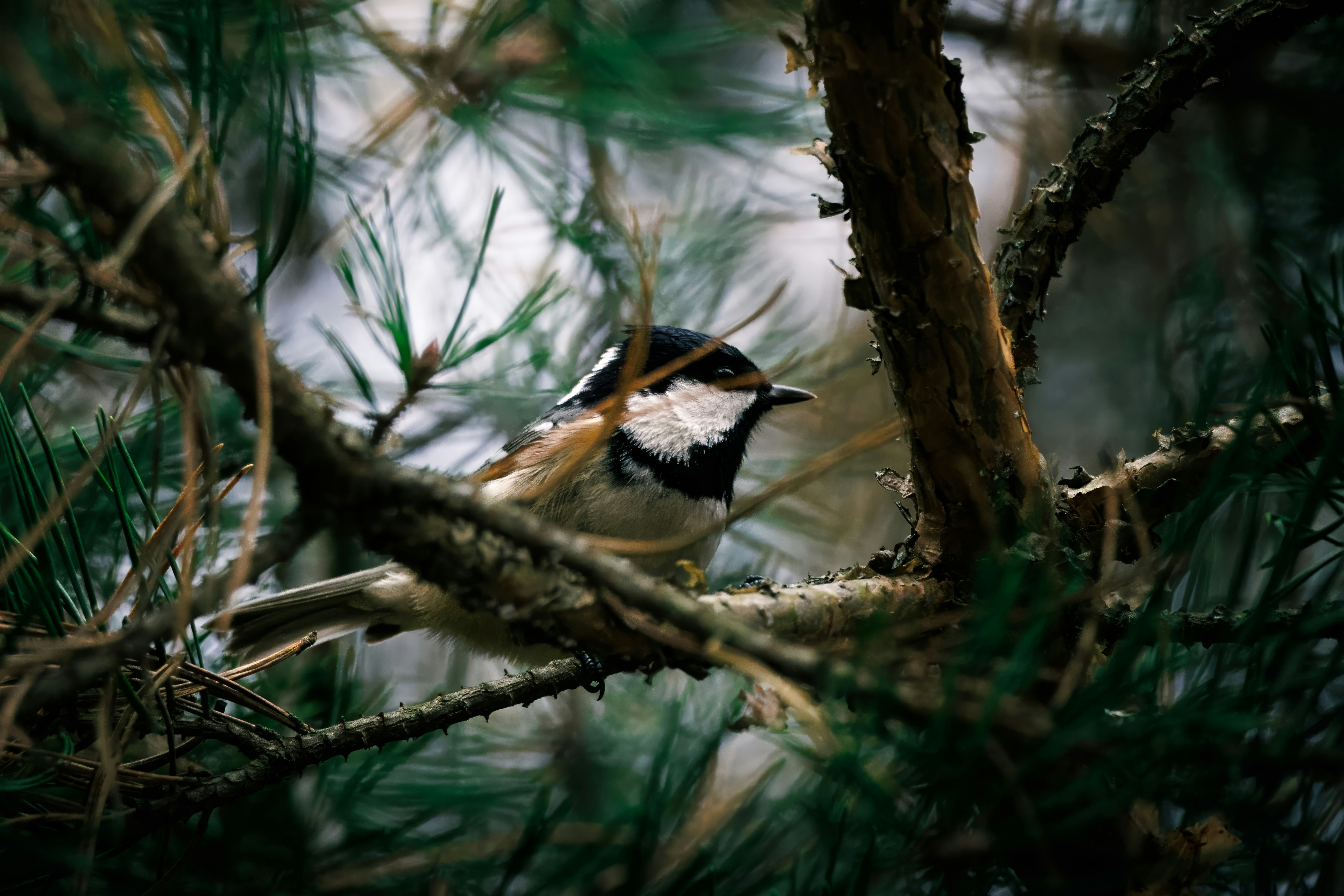 Photo by matt_liatkouski